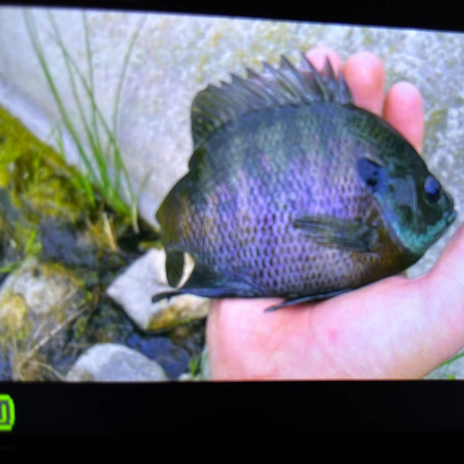 Coppernose bluegill caught on Fishbrain