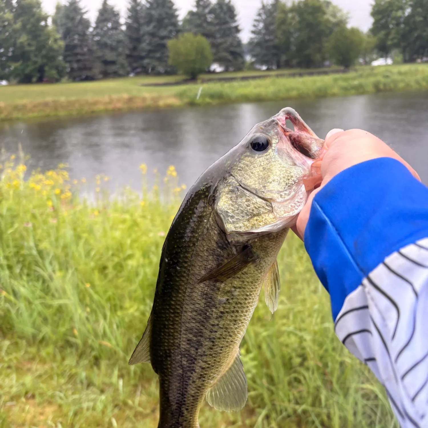 Largemouth bass caught on Fishbrain