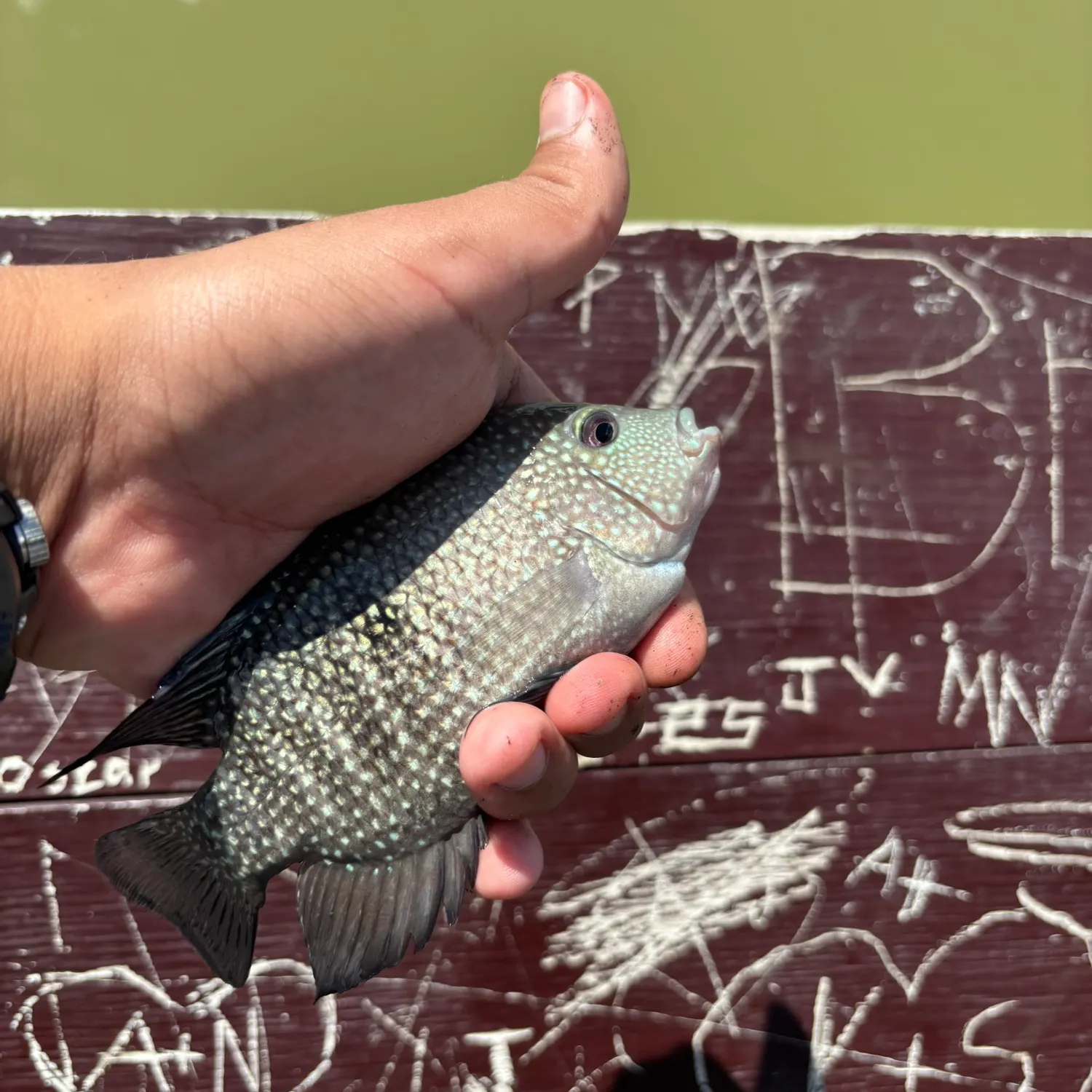 recently logged catches