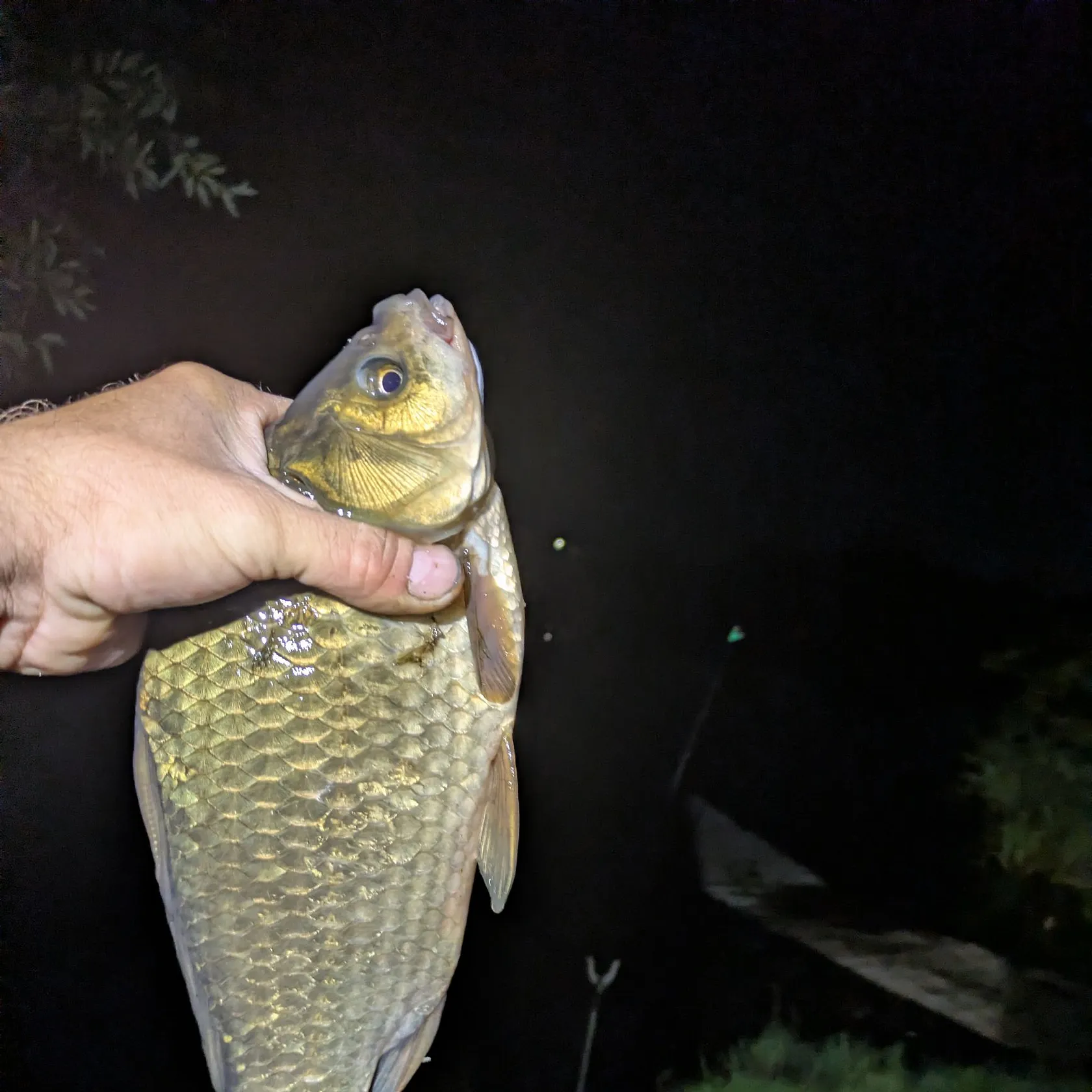 Crucian carp caught on Fishbrain