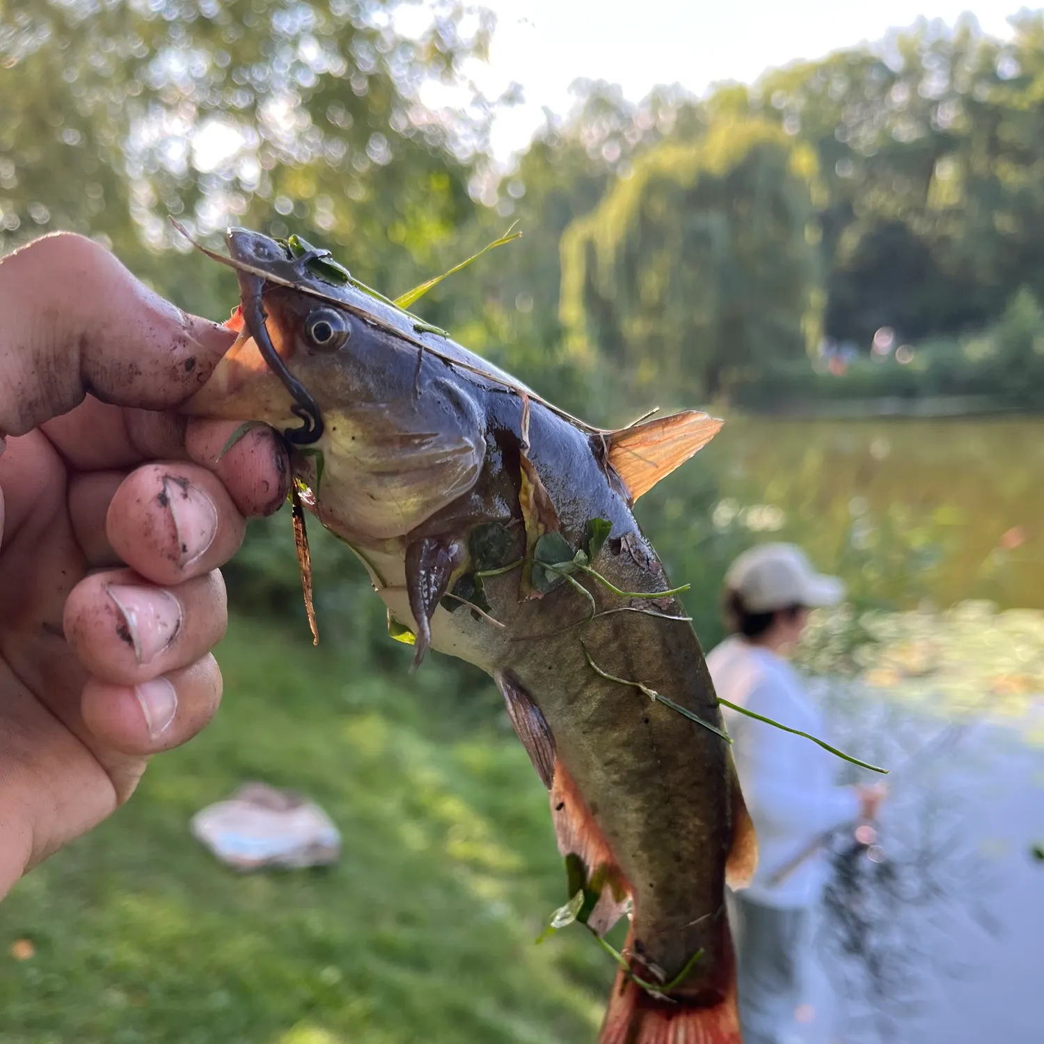 Yellow bullhead caught on Fishbrain