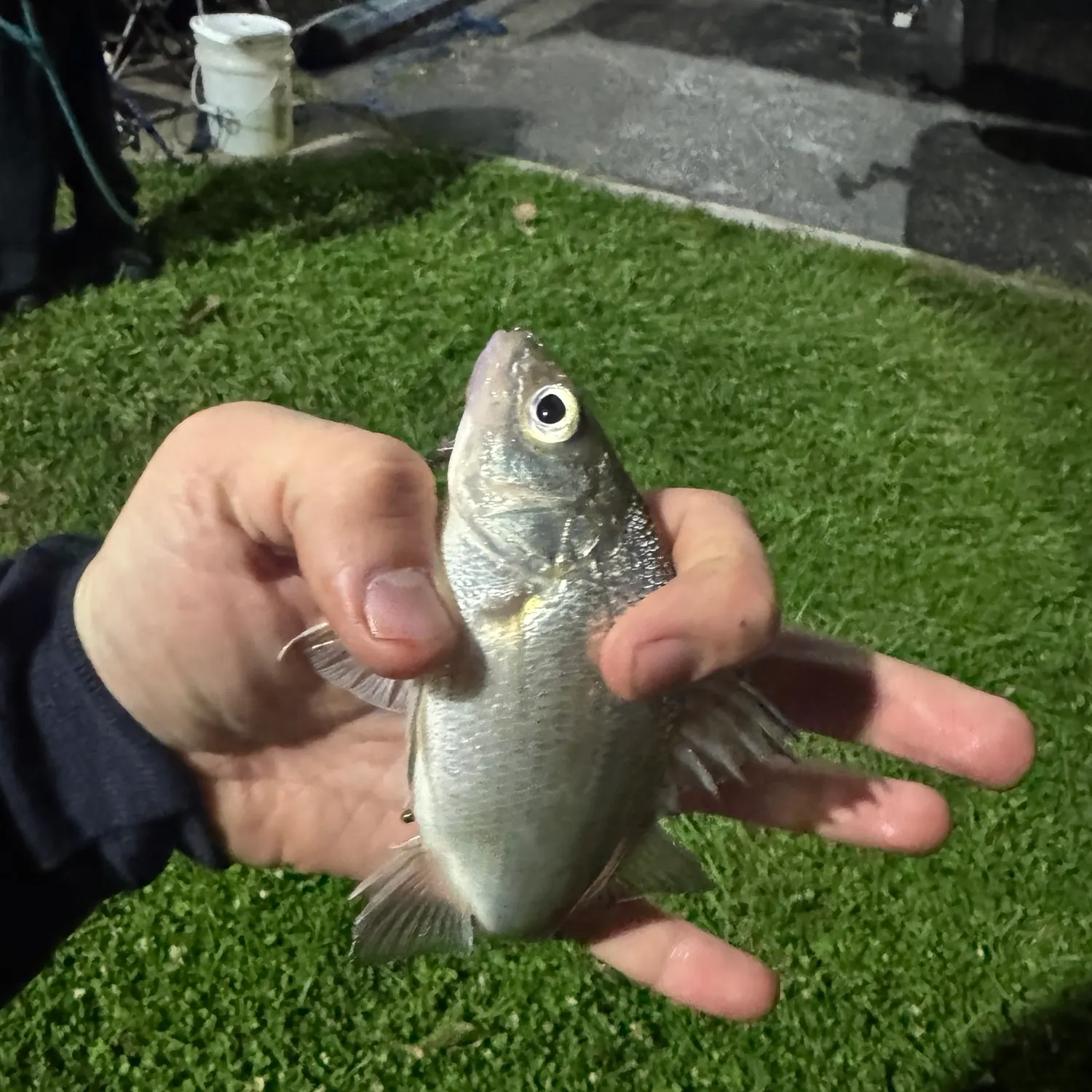 The most recent White perch catches on Fishbrain