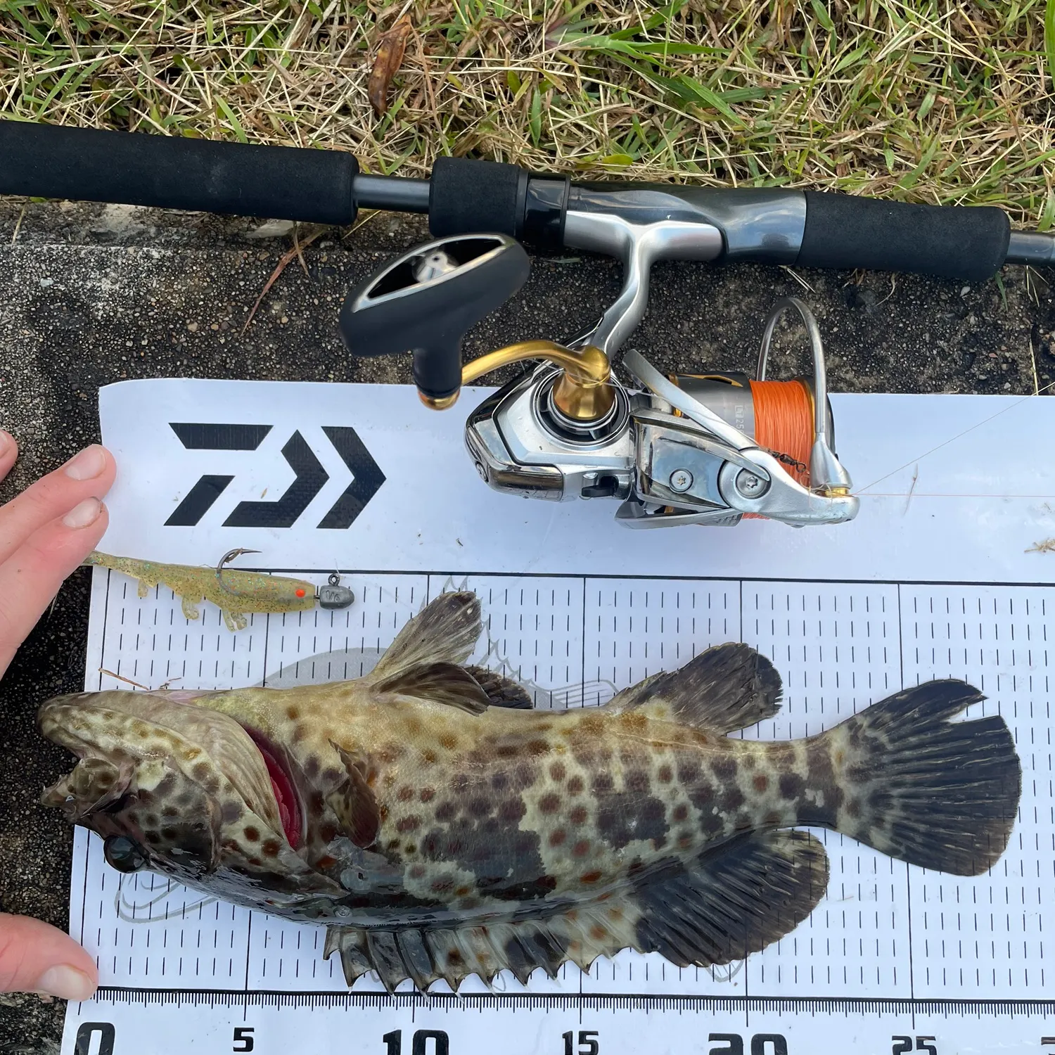 The most recent Orange-spotted grouper catches on Fishbrain