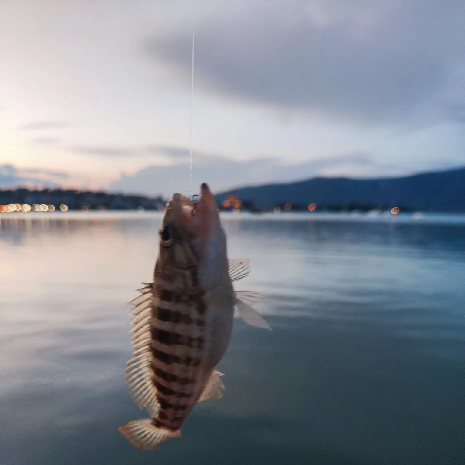The most recent Comber catches on Fishbrain