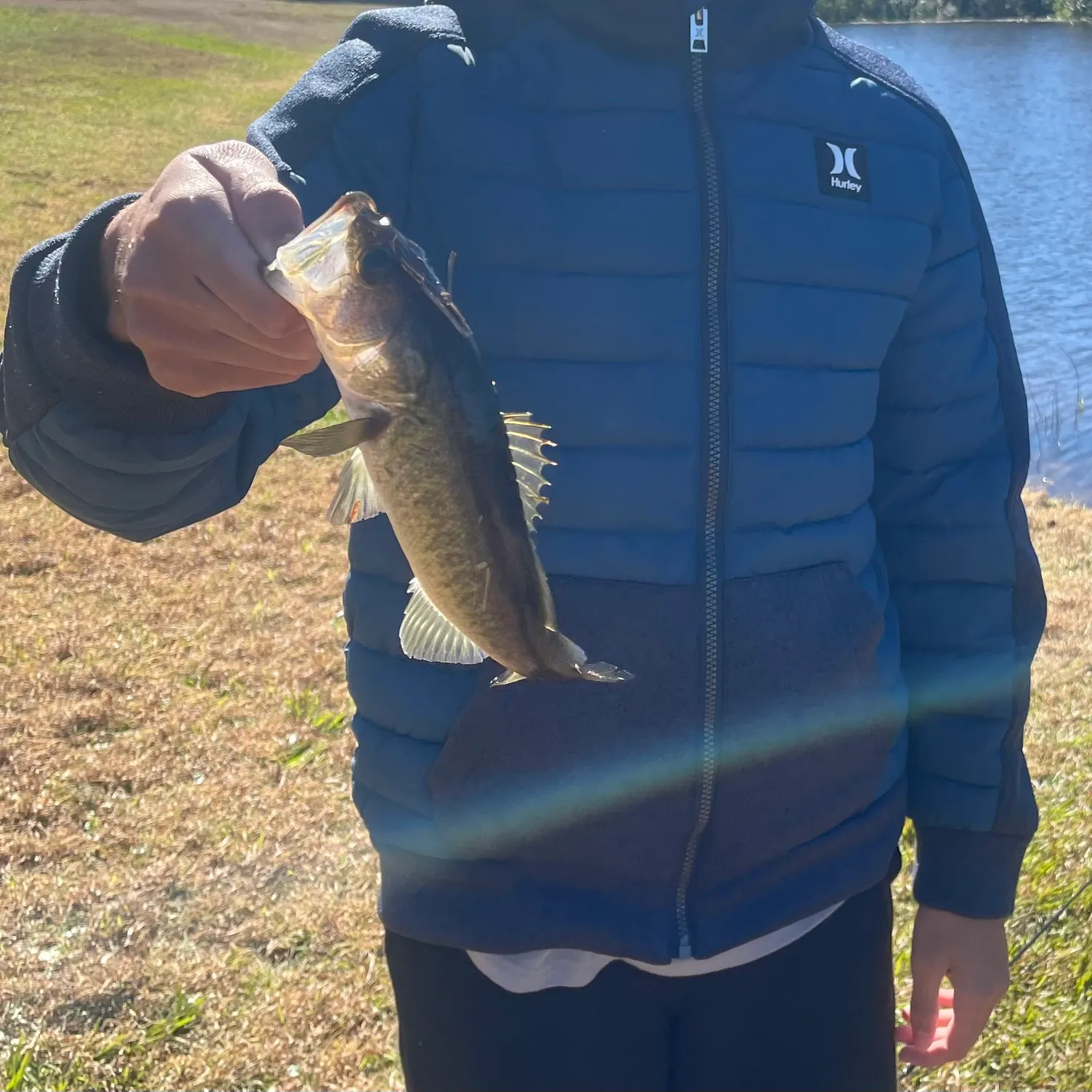 The most recent Largemouth bass catches on Fishbrain