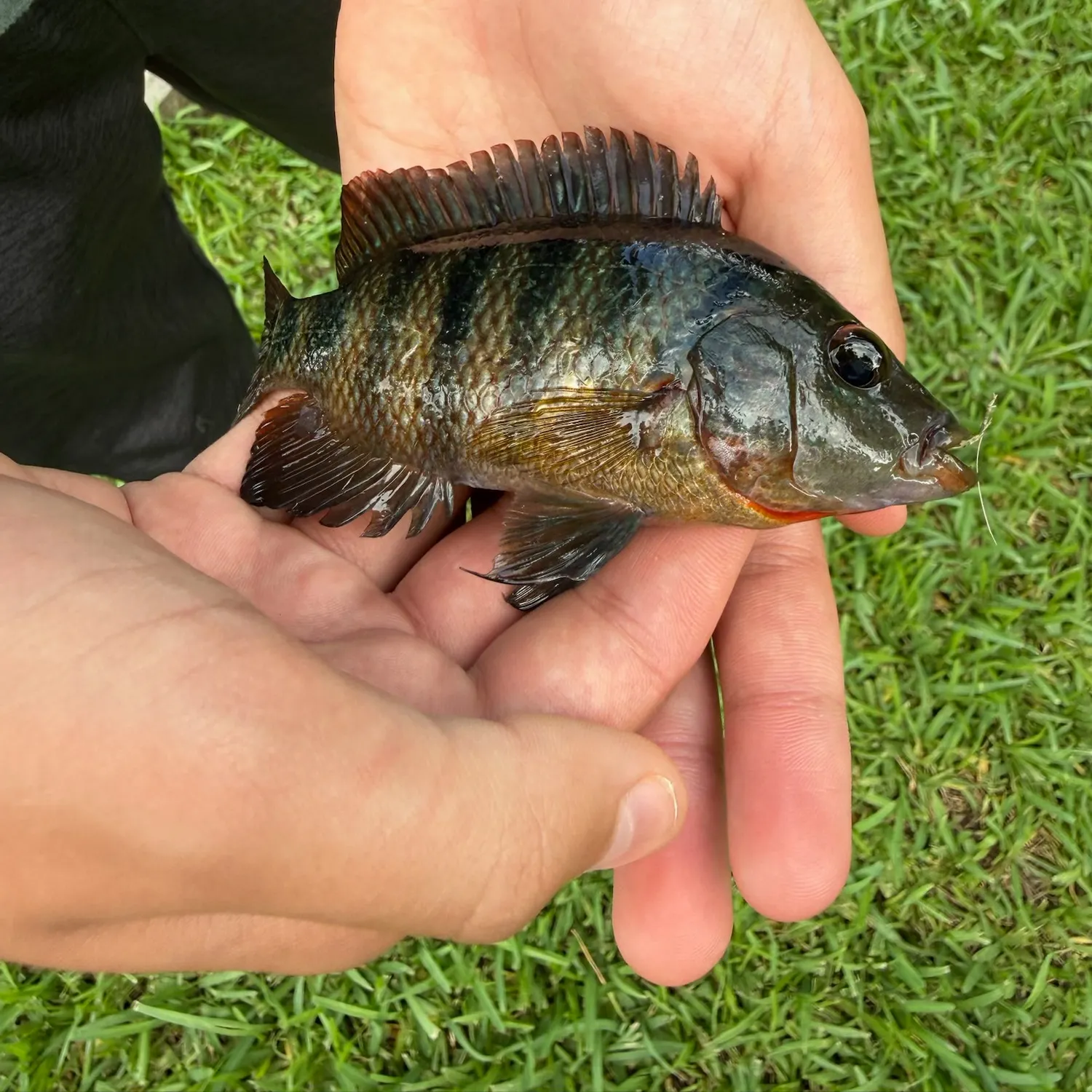 Mayan cichlid caught on Fishbrain