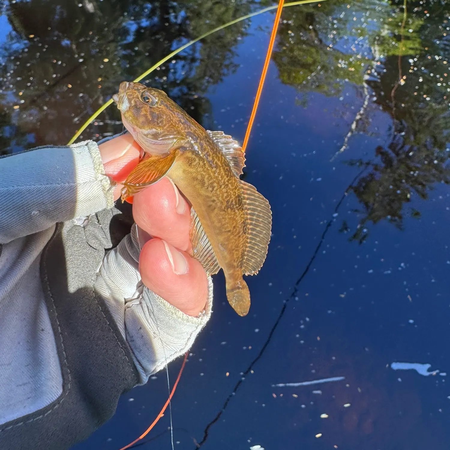 Slimy sculpin caught on Fishbrain