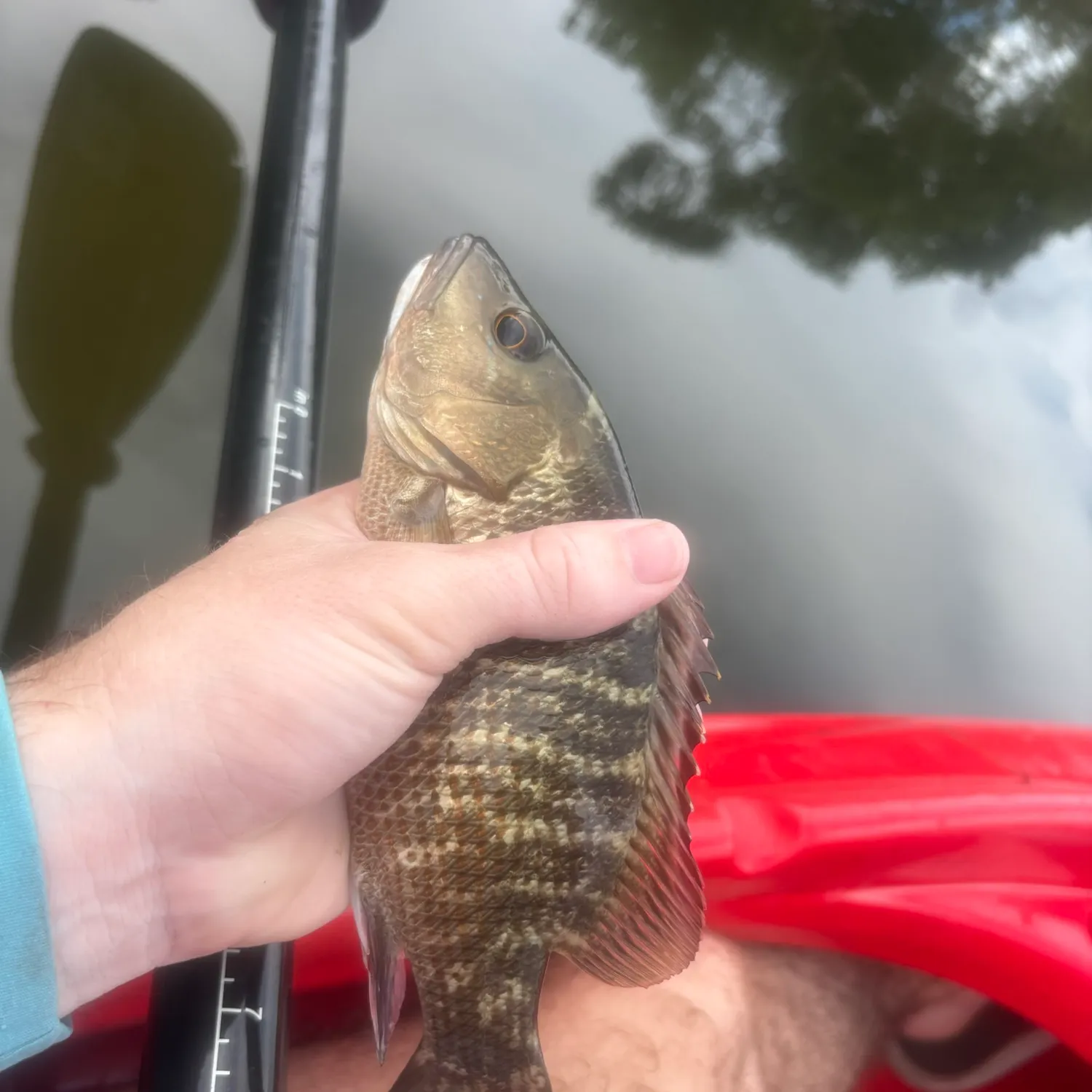 Mangrove snapper caught on Fishbrain