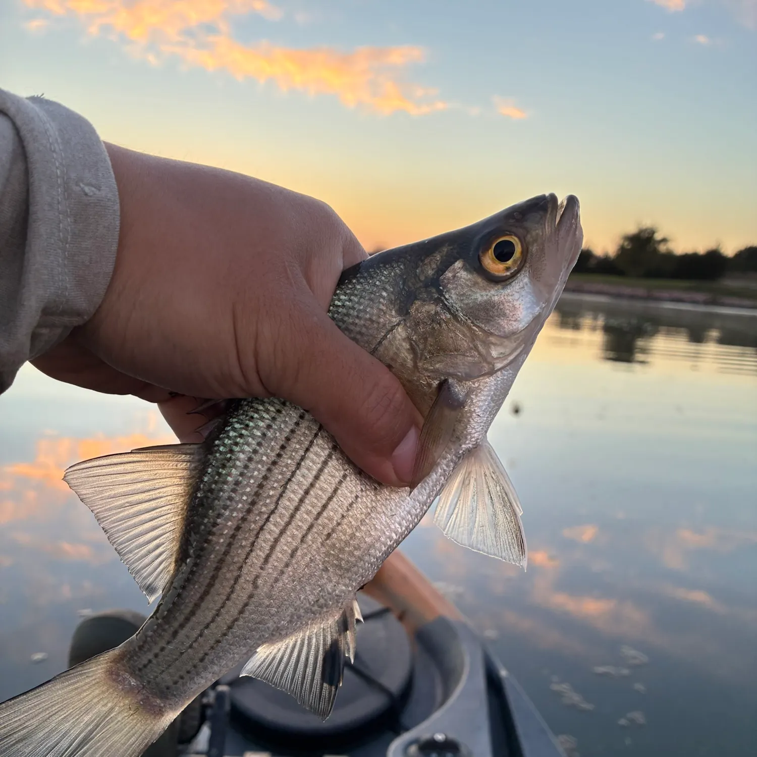 White bass caught on Fishbrain