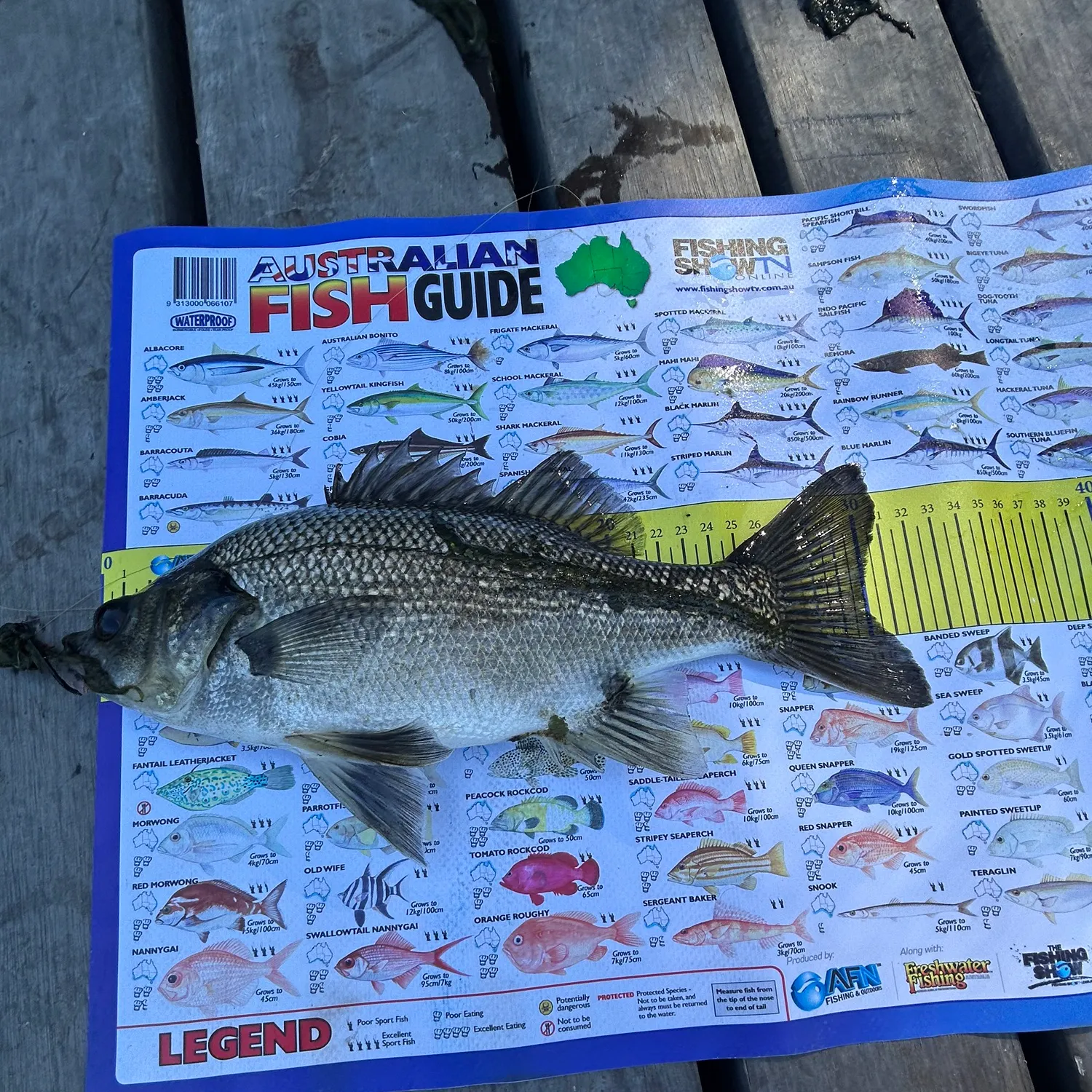 The most recent Australian bass catches on Fishbrain
