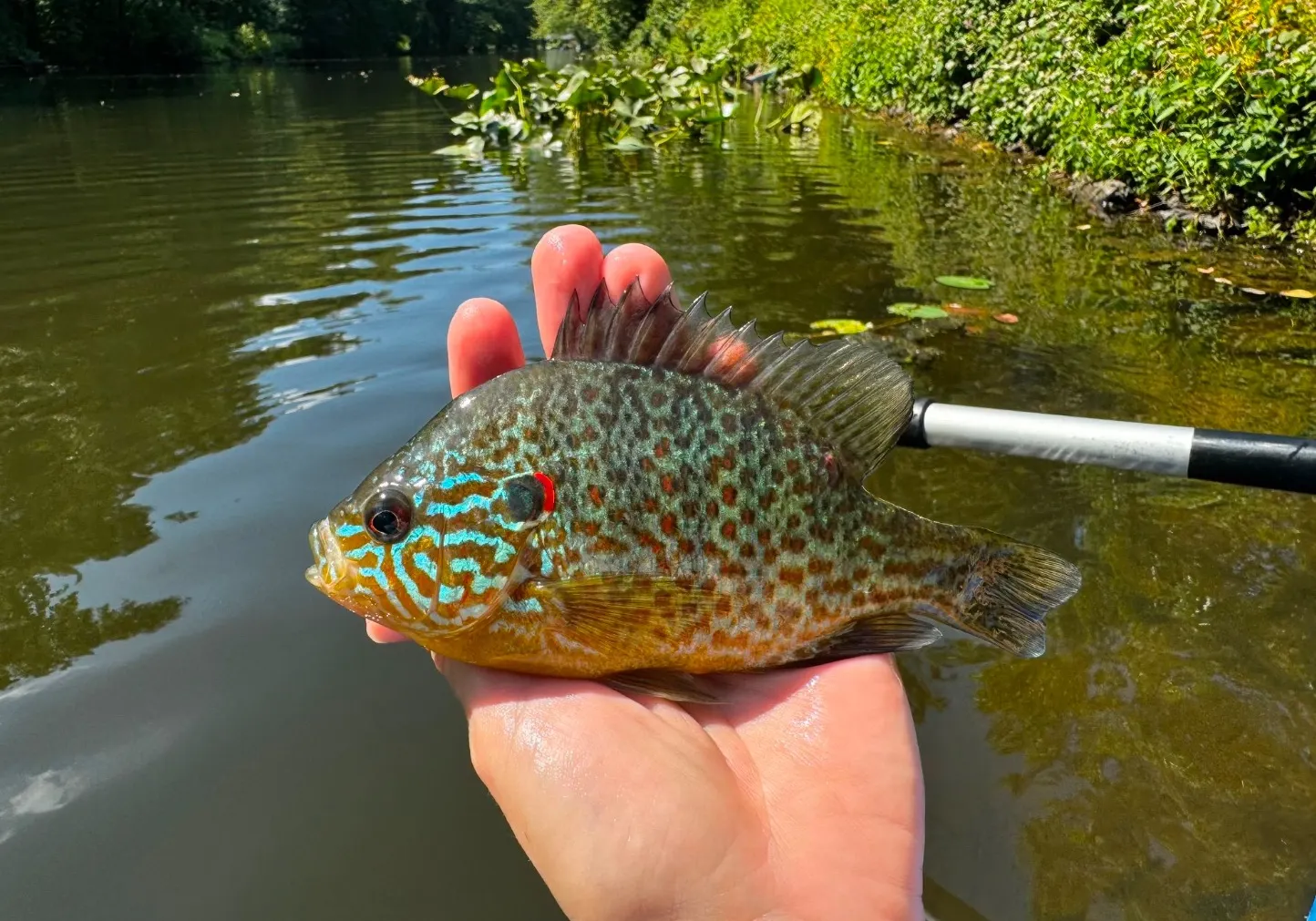 Longear sunfish