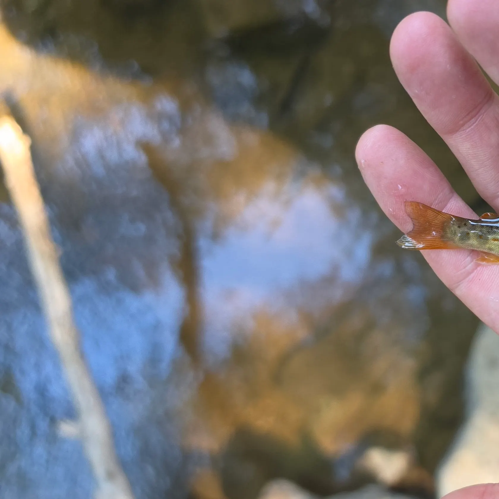 Brown trout caught on Fishbrain
