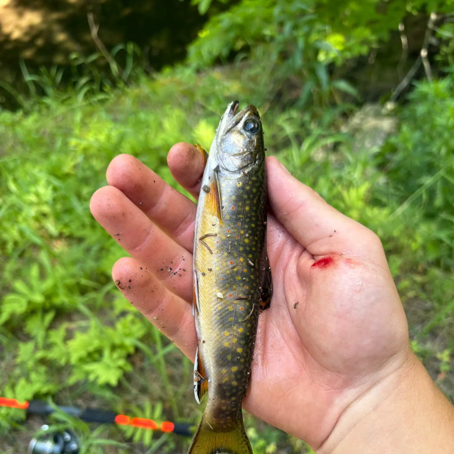 Brook trout caught on Fishbrain