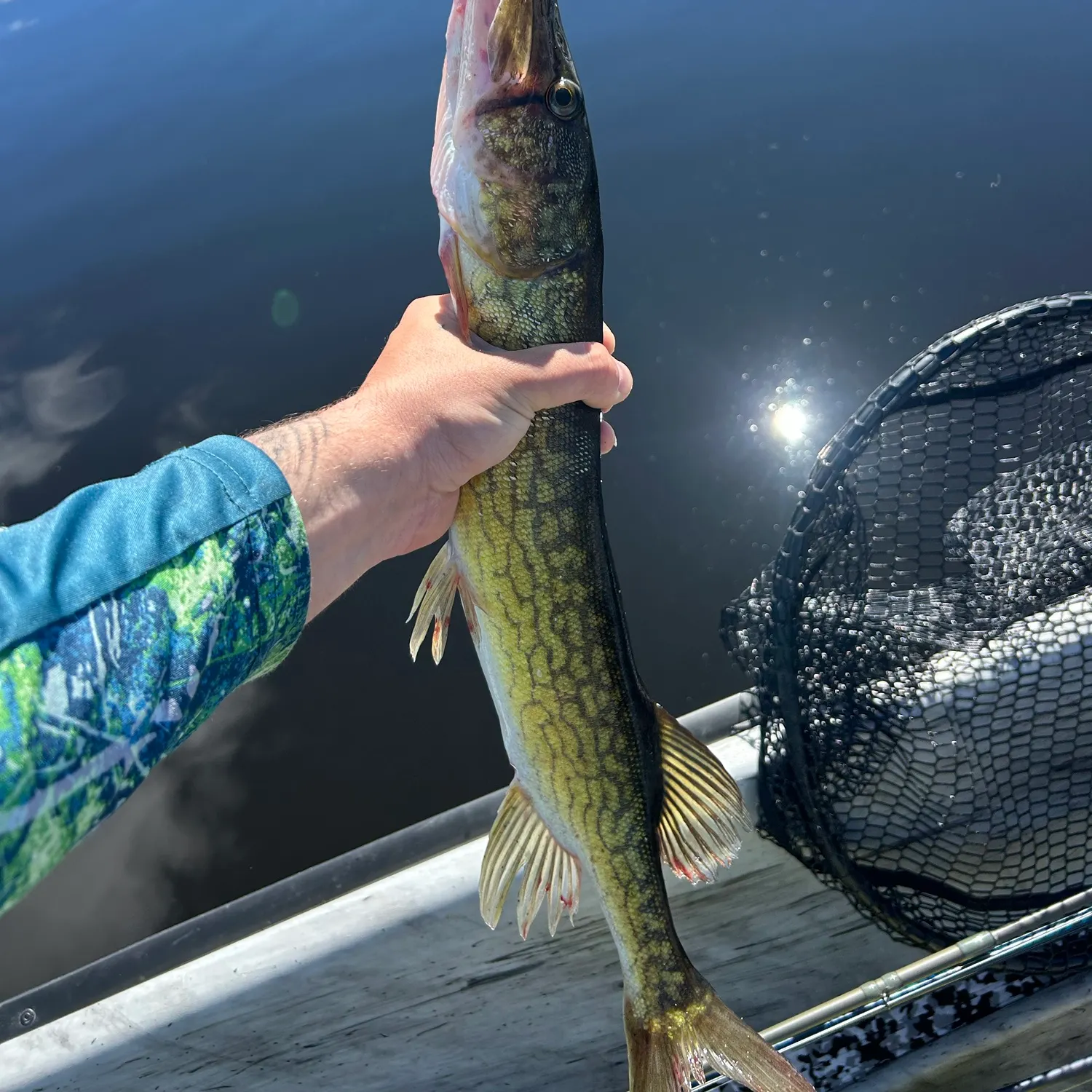 Chain pickerel caught on Fishbrain