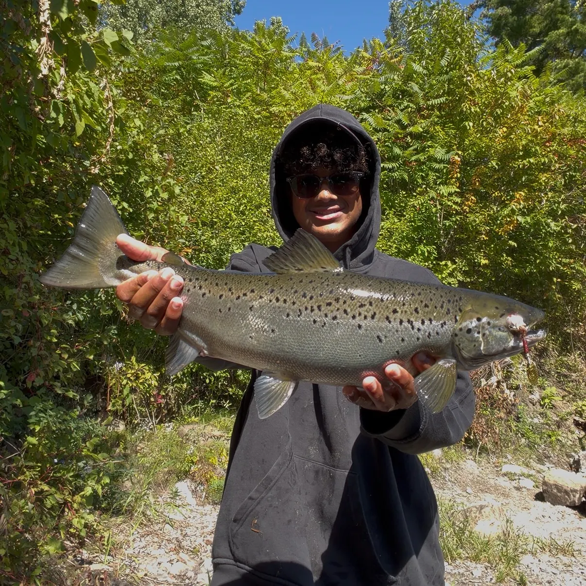 Landlocked atlantic salmon caught on Fishbrain