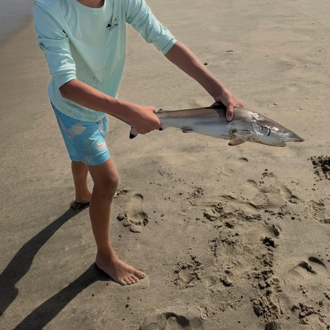 Spinner shark caught on Fishbrain