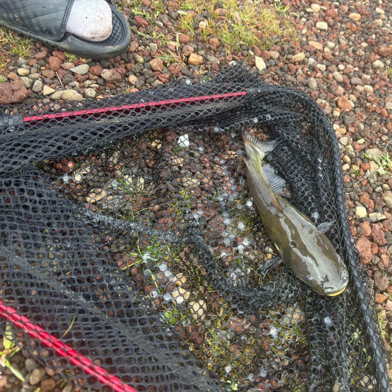 Yellow bullhead caught on Fishbrain