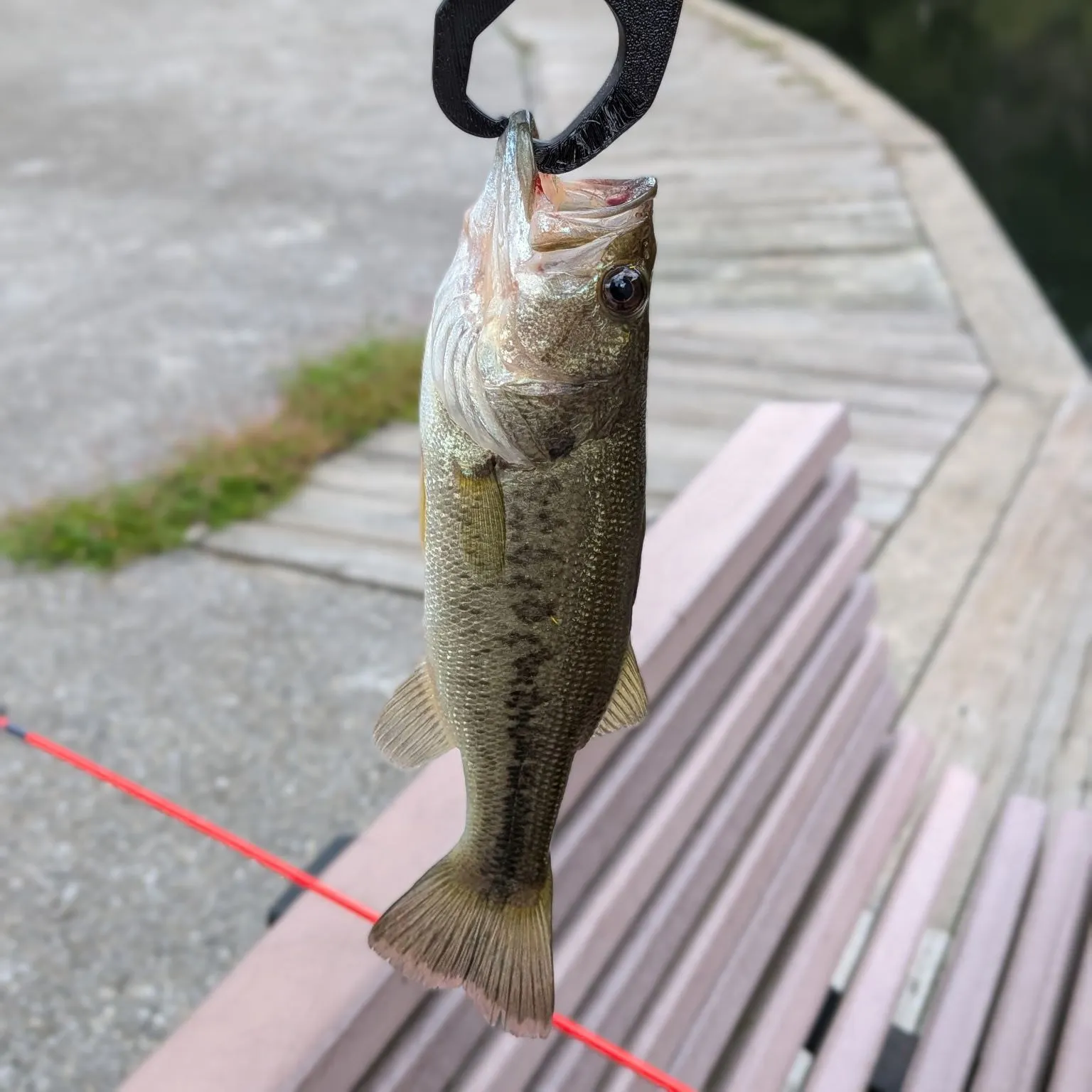 Largemouth bass caught on Fishbrain