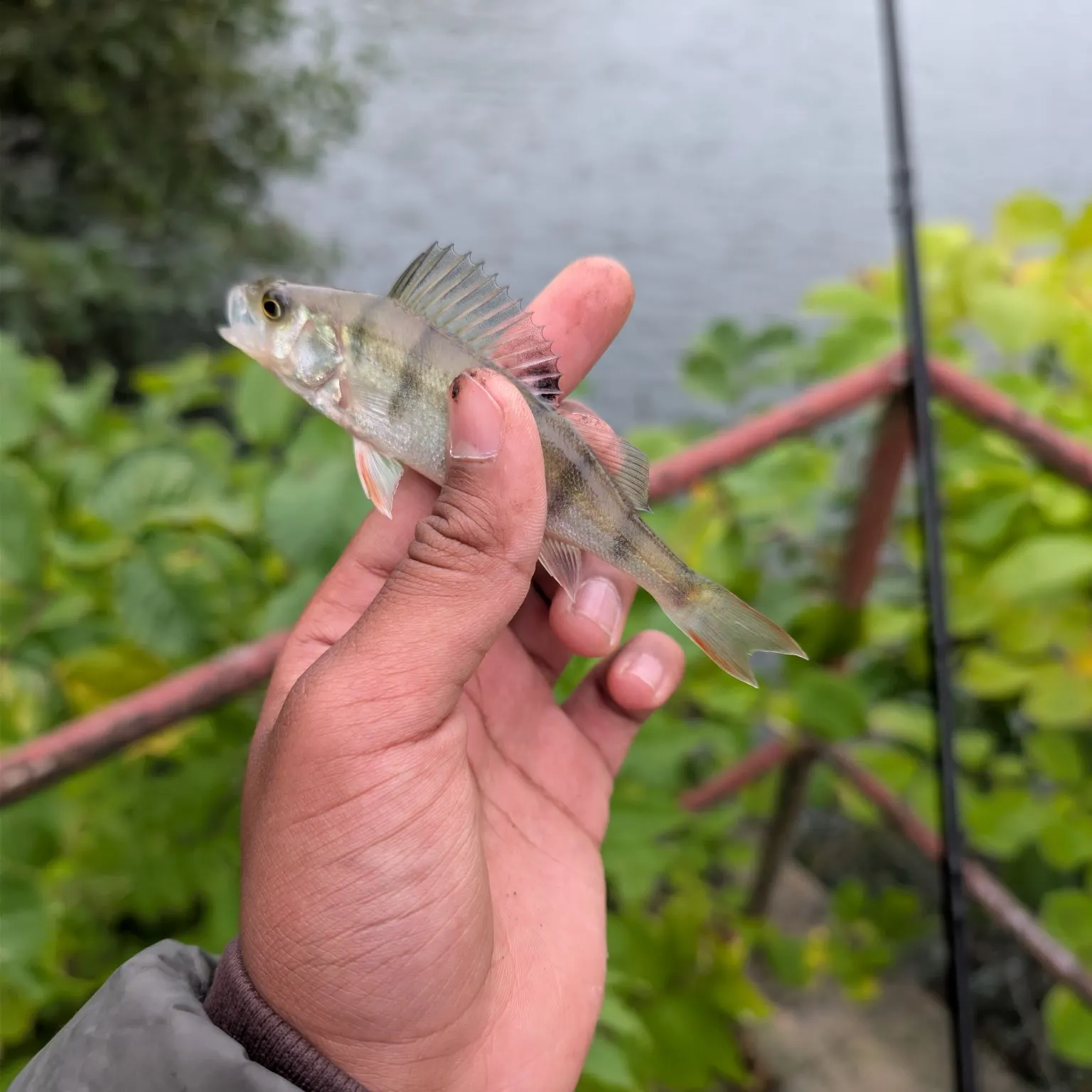European perch caught on Fishbrain