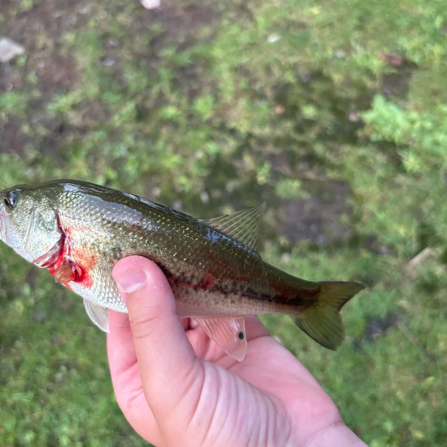 Smallmouth bass caught on Fishbrain