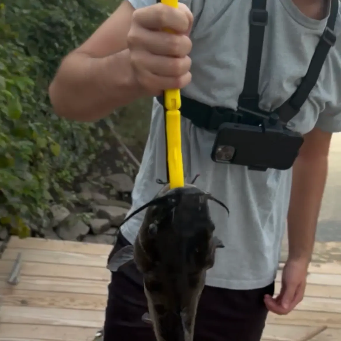 Channel catfish caught on Fishbrain