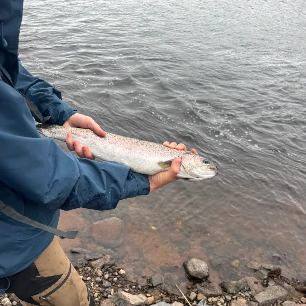 Rainbow trout caught on Fishbrain