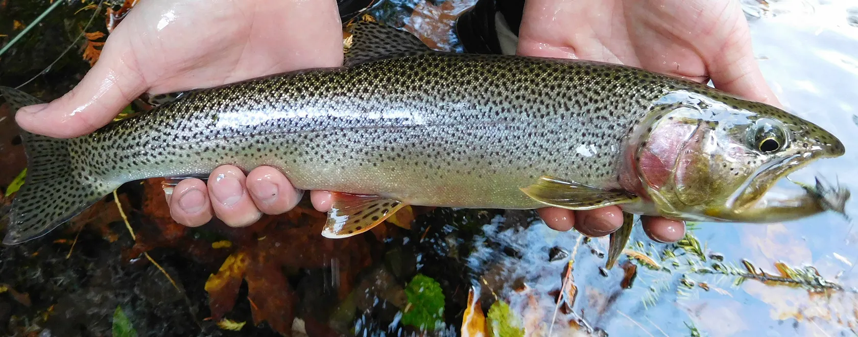 Lake Crescent cutthroat trout