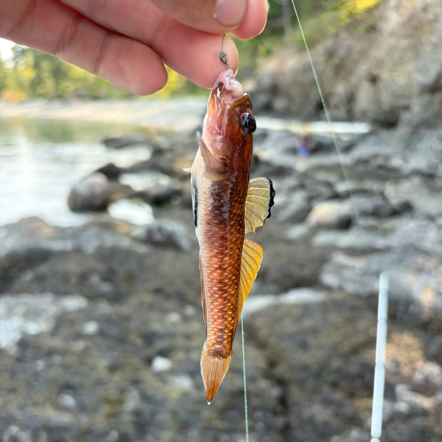 Blackeye goby caught on Fishbrain