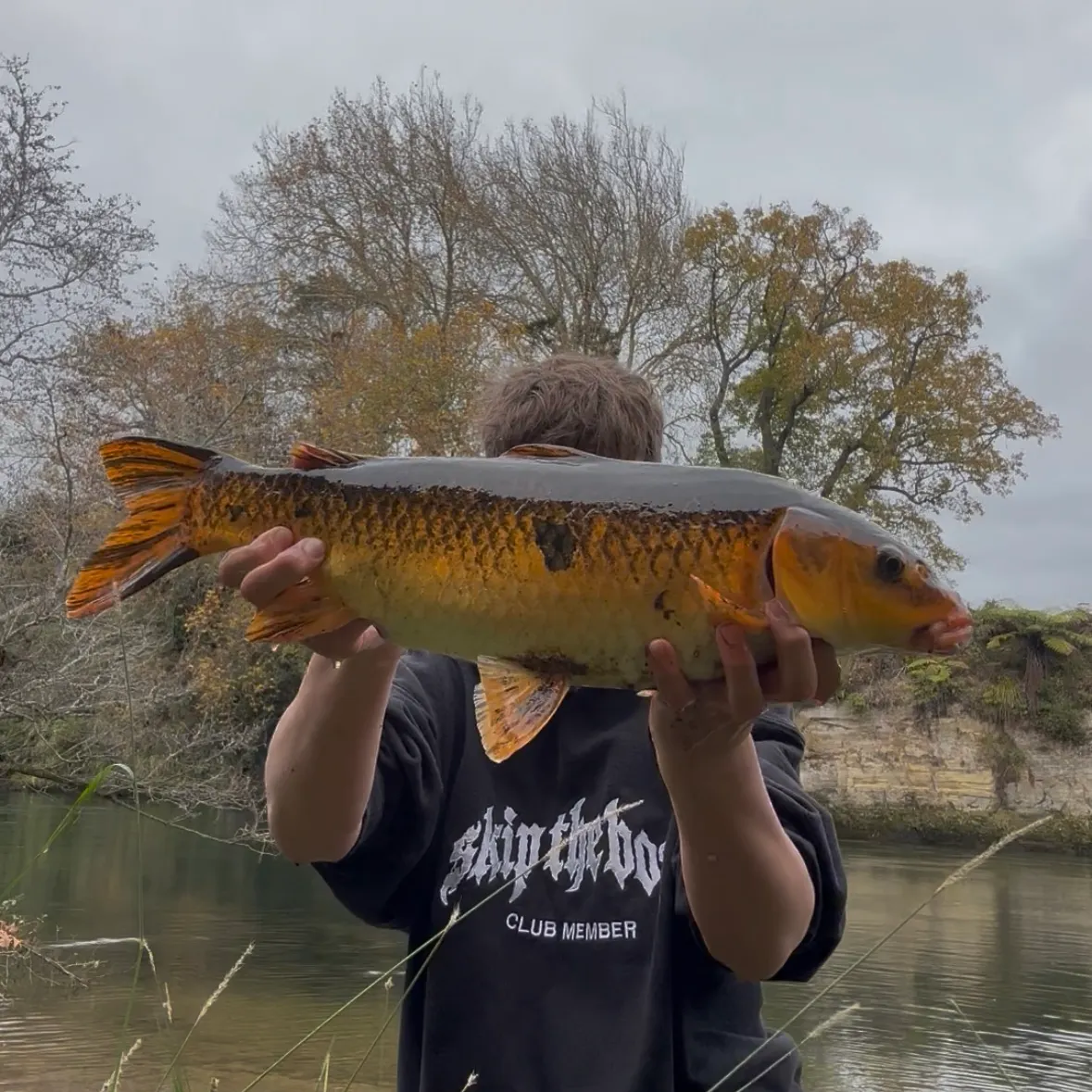 The most recent Koi carp catches on Fishbrain