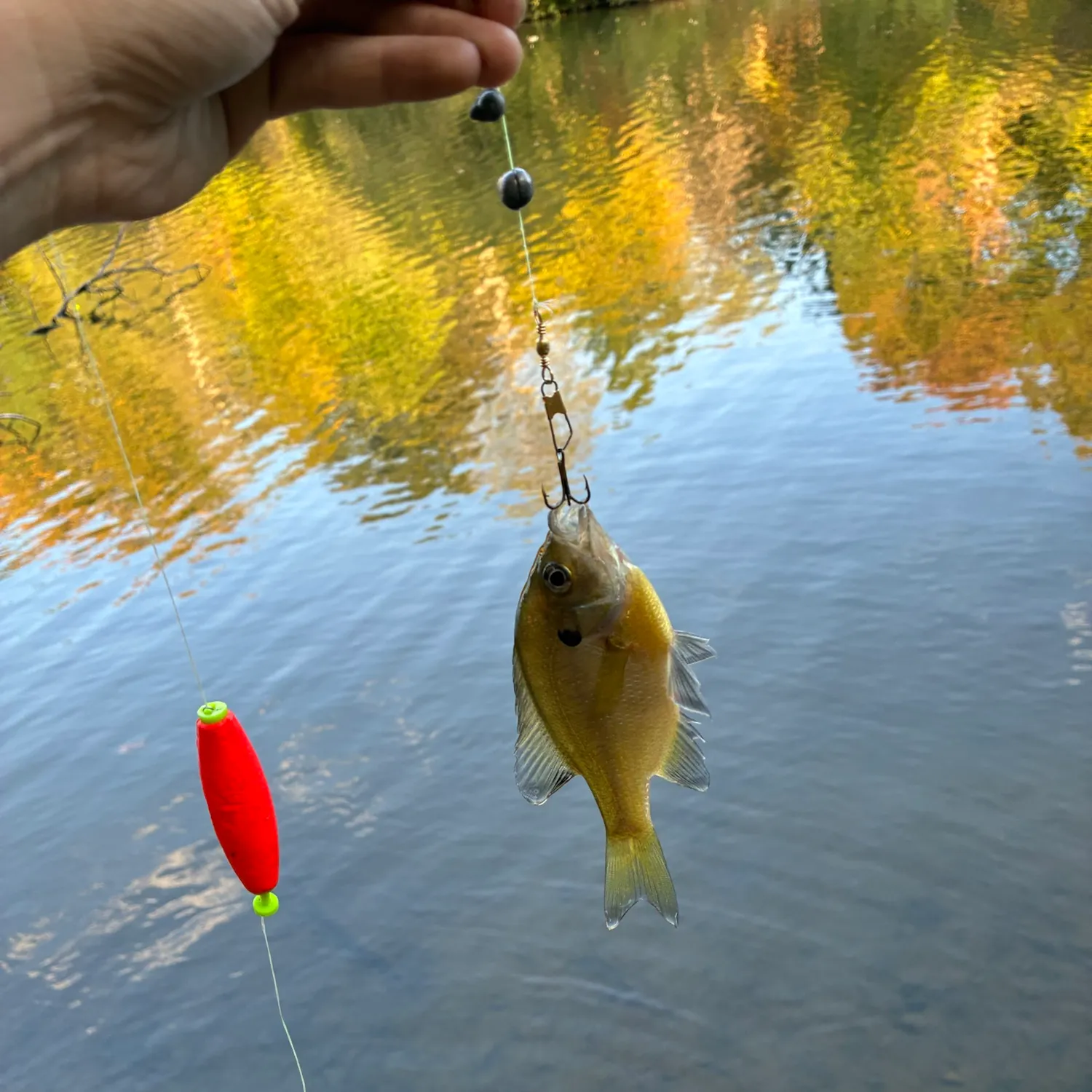 Redbreast sunfish caught on Fishbrain