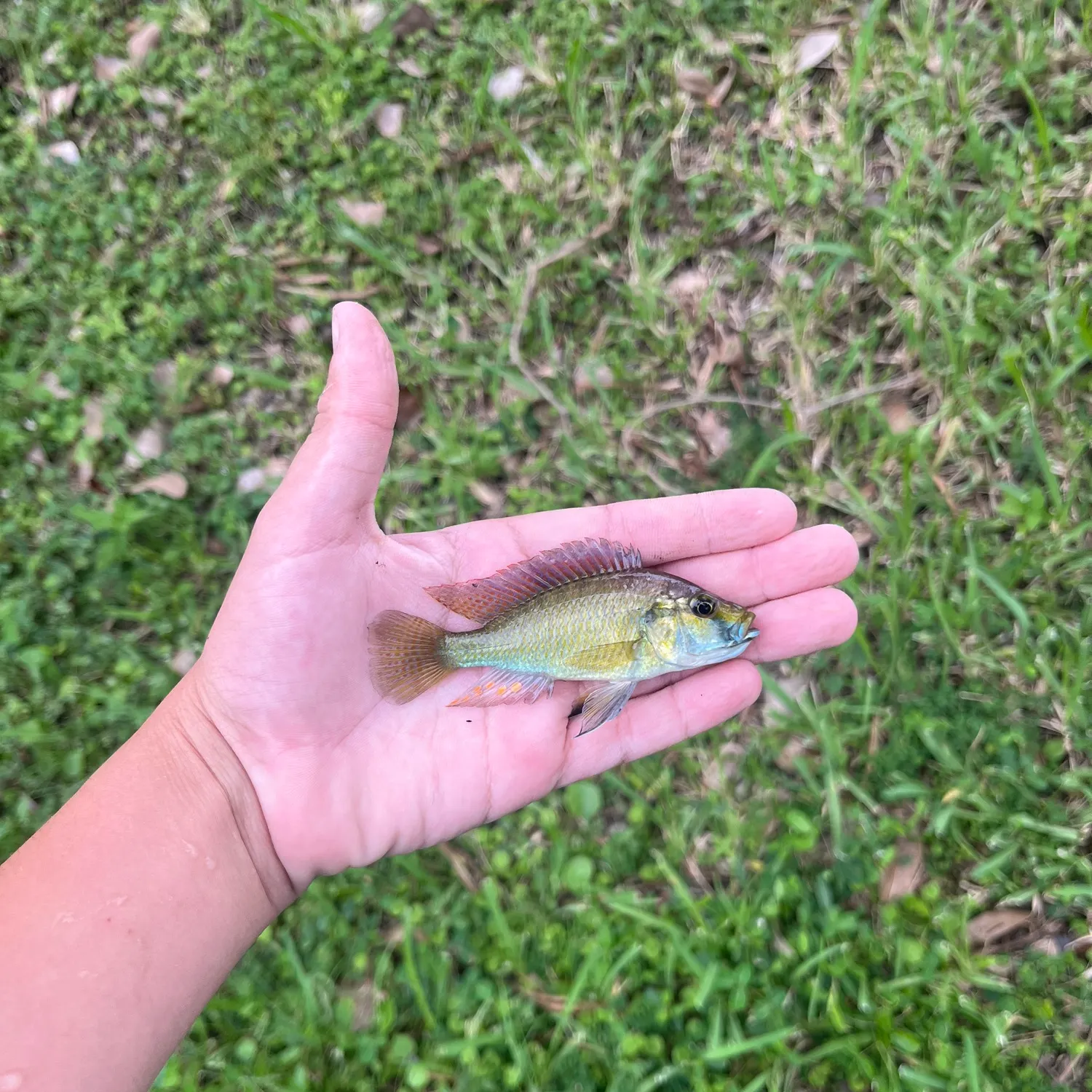 The most recent Eastern happy cichlid catches on Fishbrain