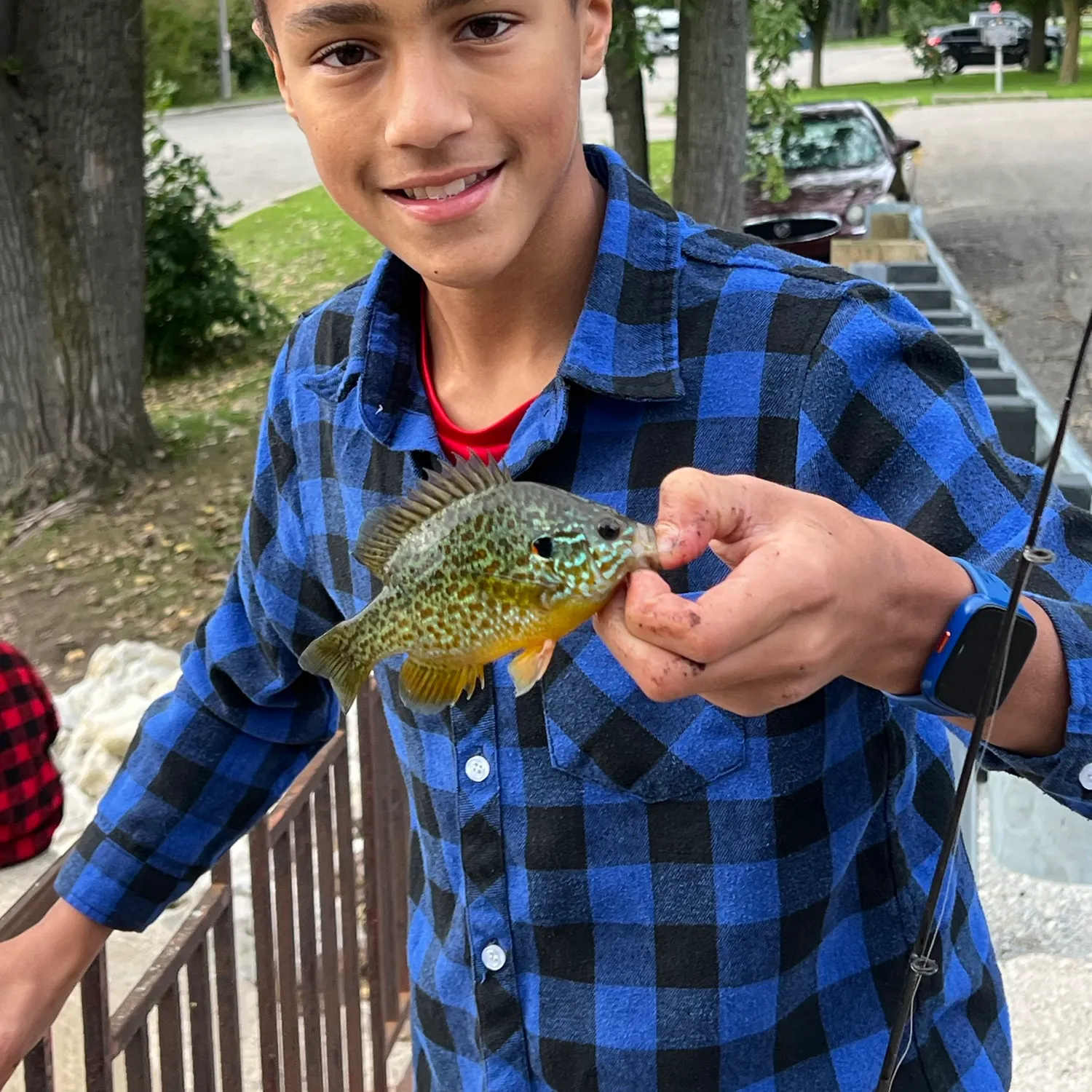 Pumpkinseed x green sunfish caught on Fishbrain