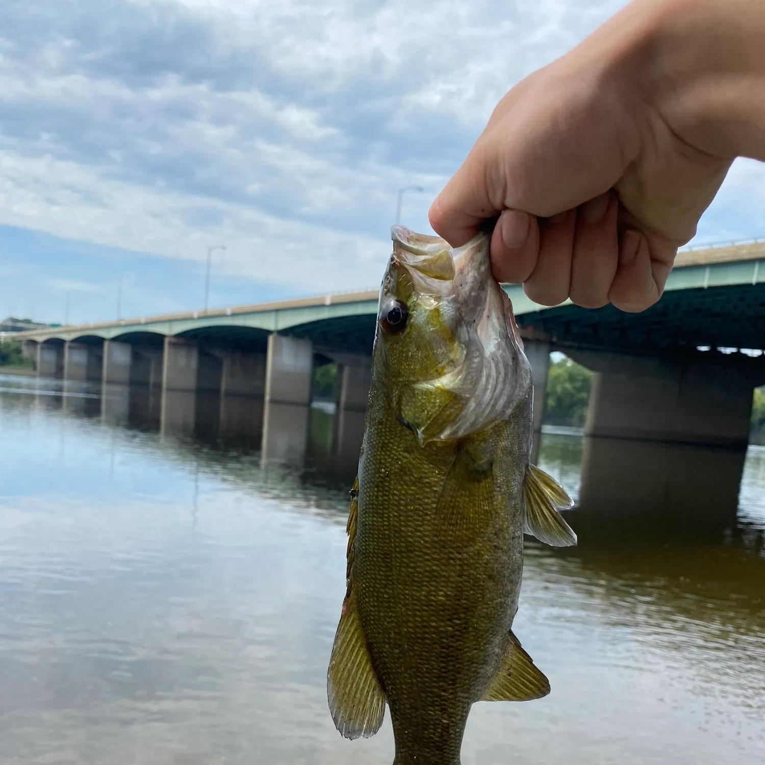 Smallmouth bass caught on Fishbrain