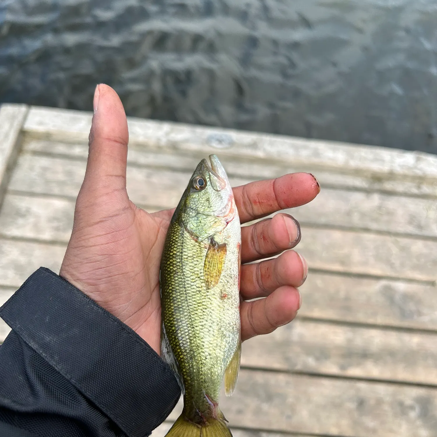 Smallmouth bass caught on Fishbrain