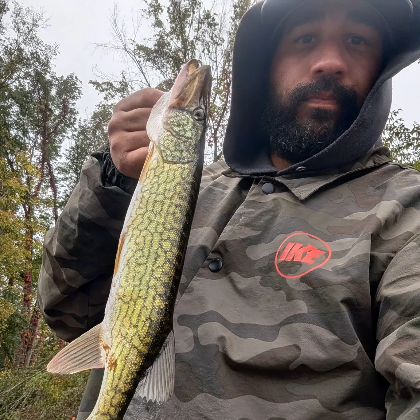 Chain pickerel caught on Fishbrain