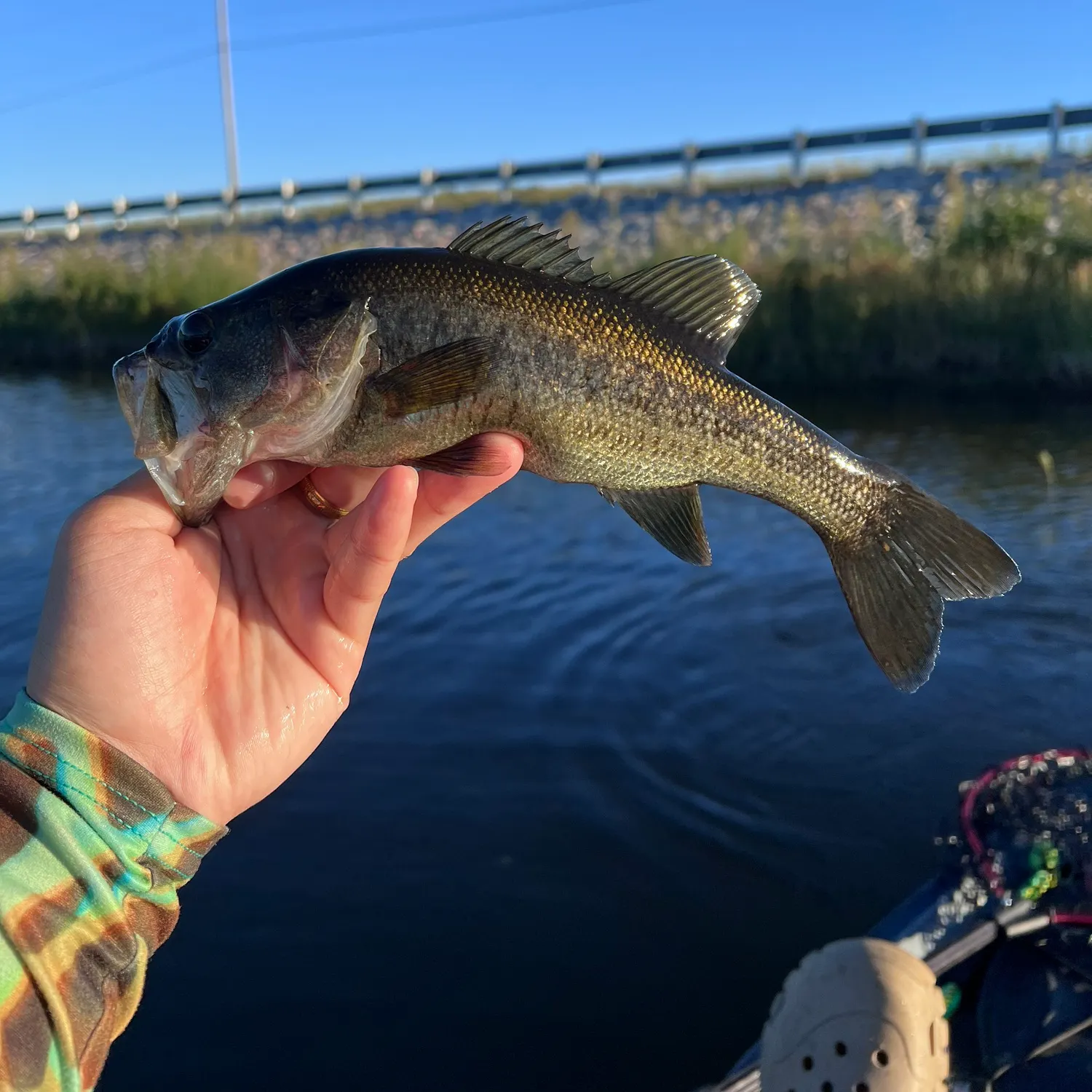 Largemouth bass caught on Fishbrain