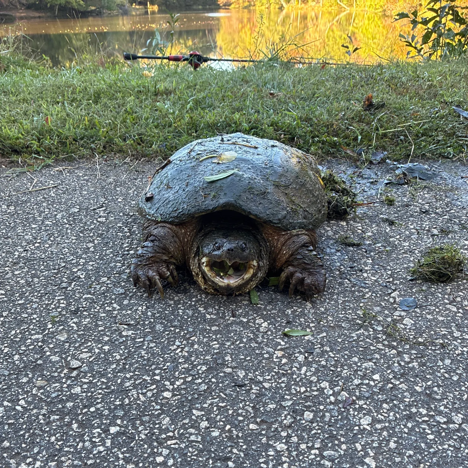 Common snapping turtle caught on Fishbrain