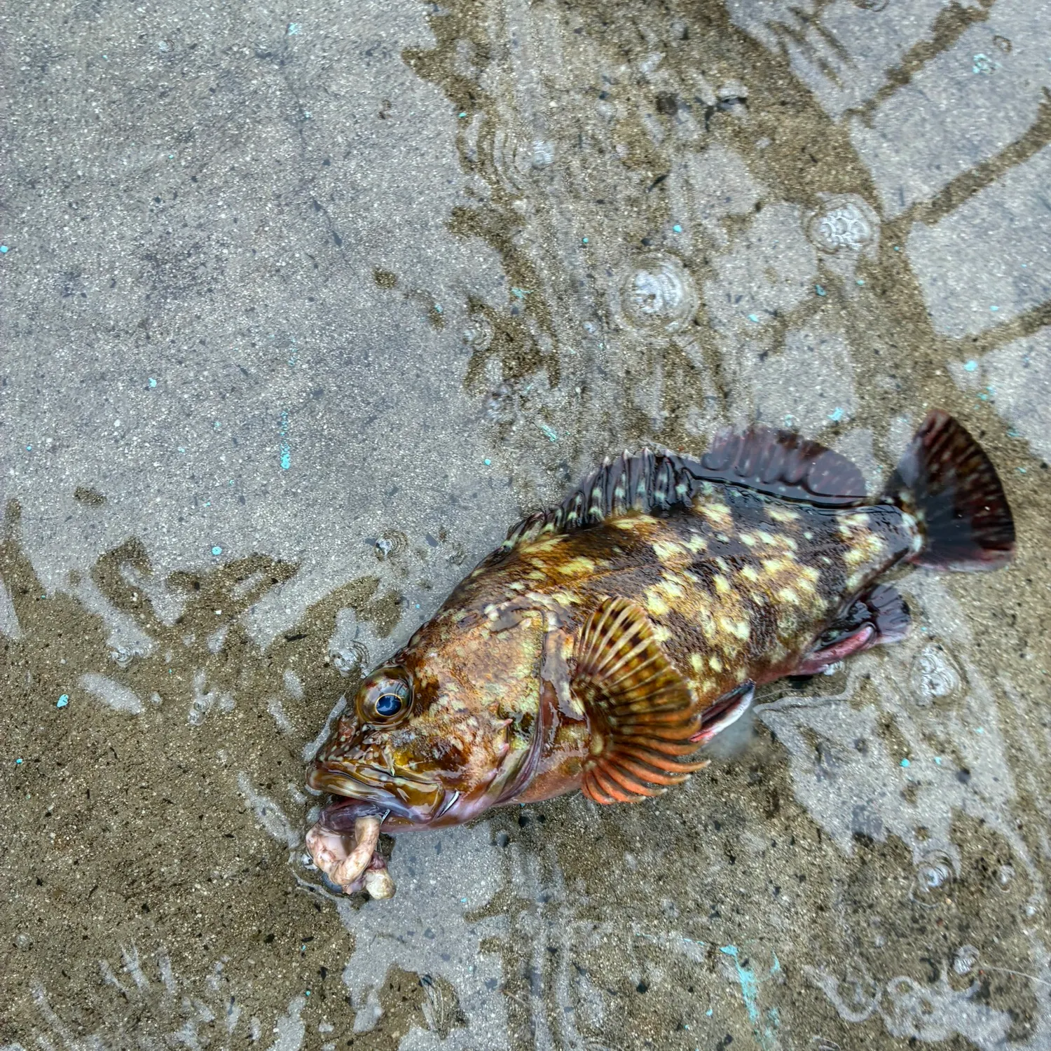 Orange-spotted grouper caught on Fishbrain
