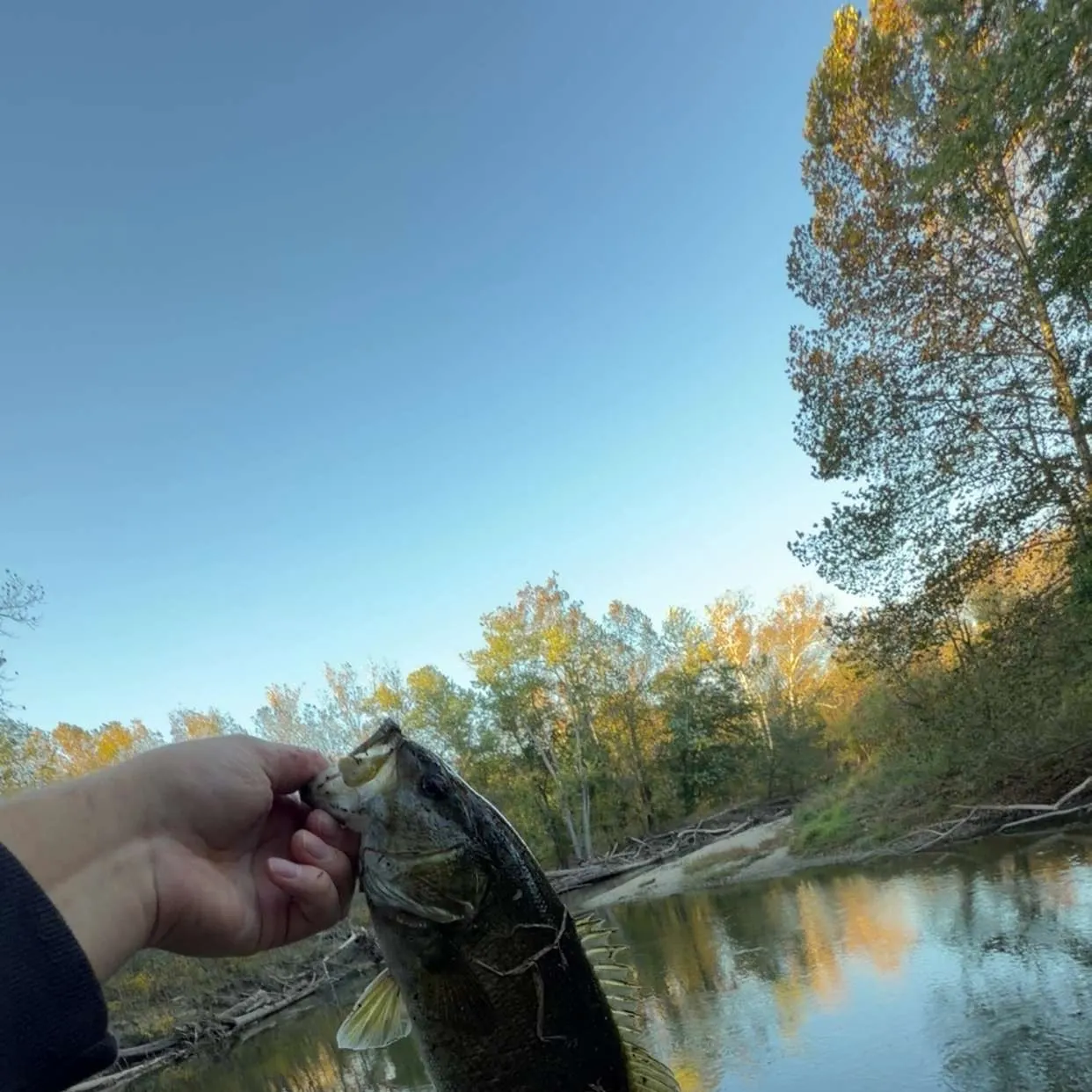 Smallmouth bass caught on Fishbrain
