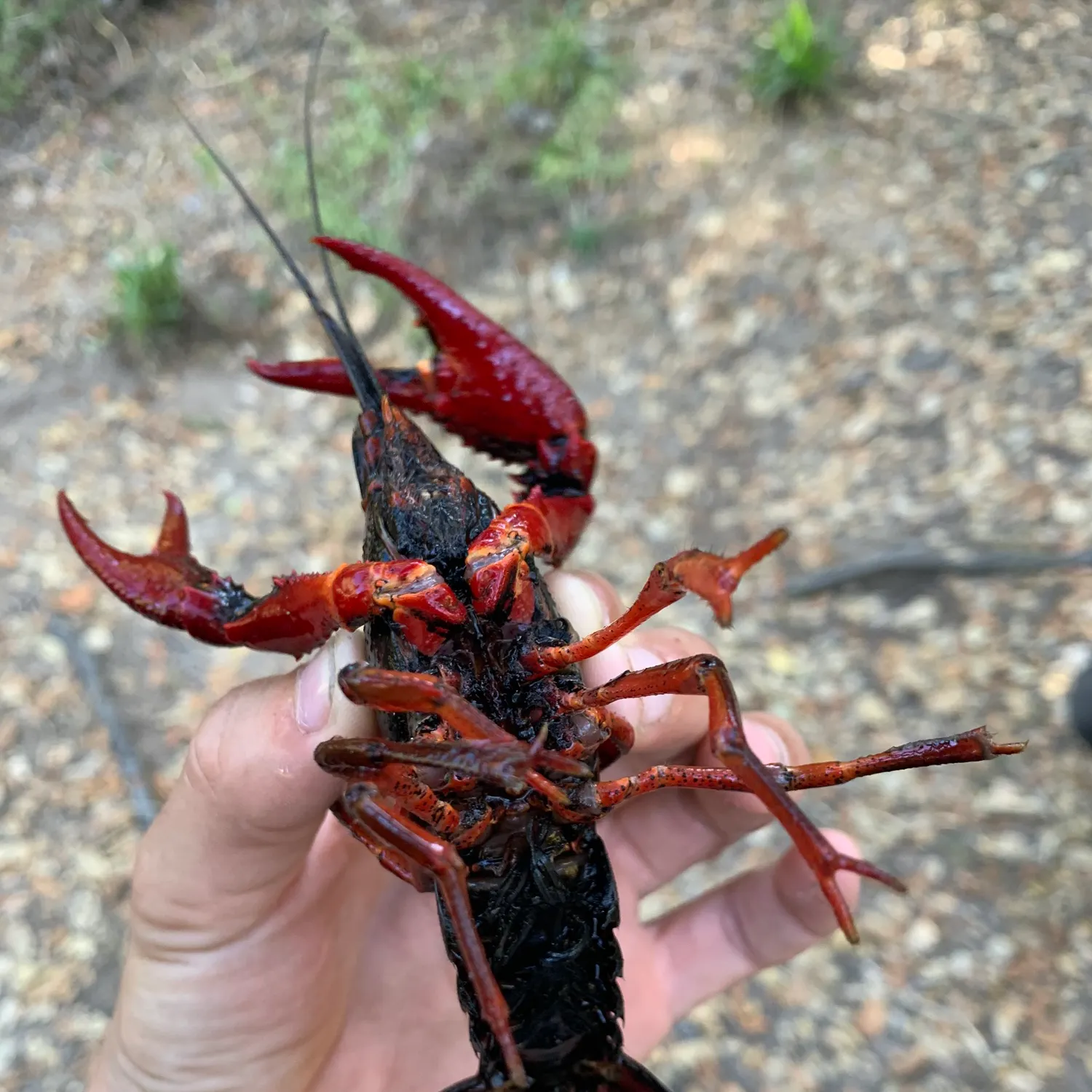 The most recent Southern rock lobster catches on Fishbrain