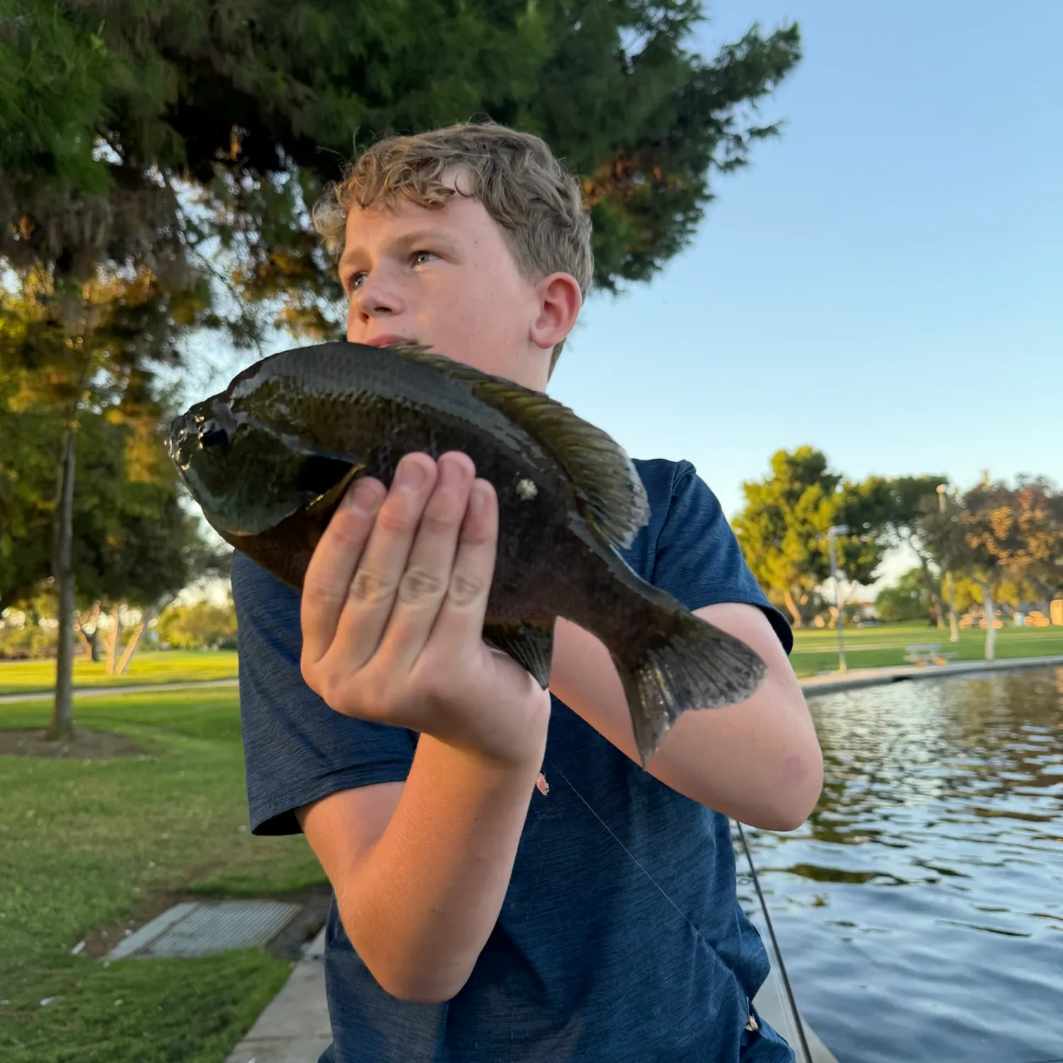 Bluegill caught on Fishbrain