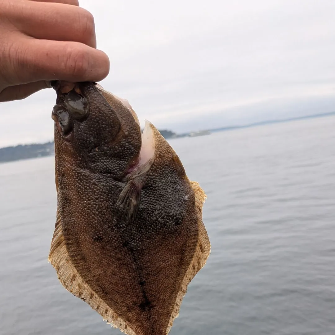 The most recent Pacific sand sole catches on Fishbrain