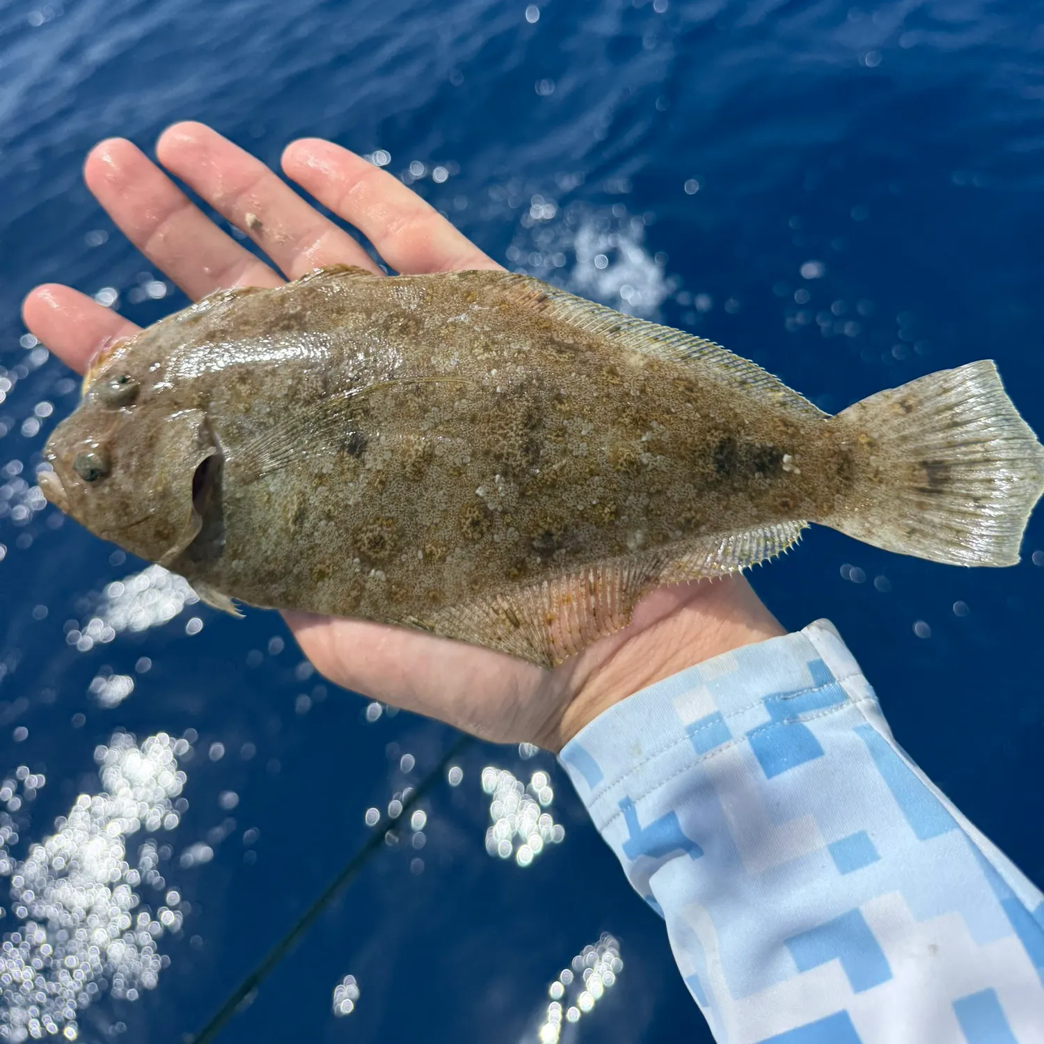 The most recent Dusky flounder catches on Fishbrain