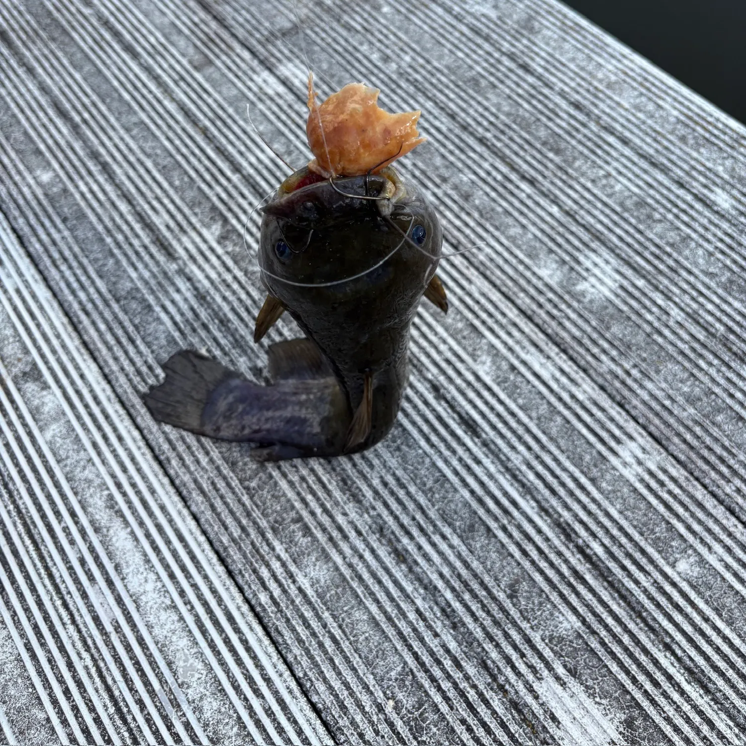 Black bullhead caught on Fishbrain