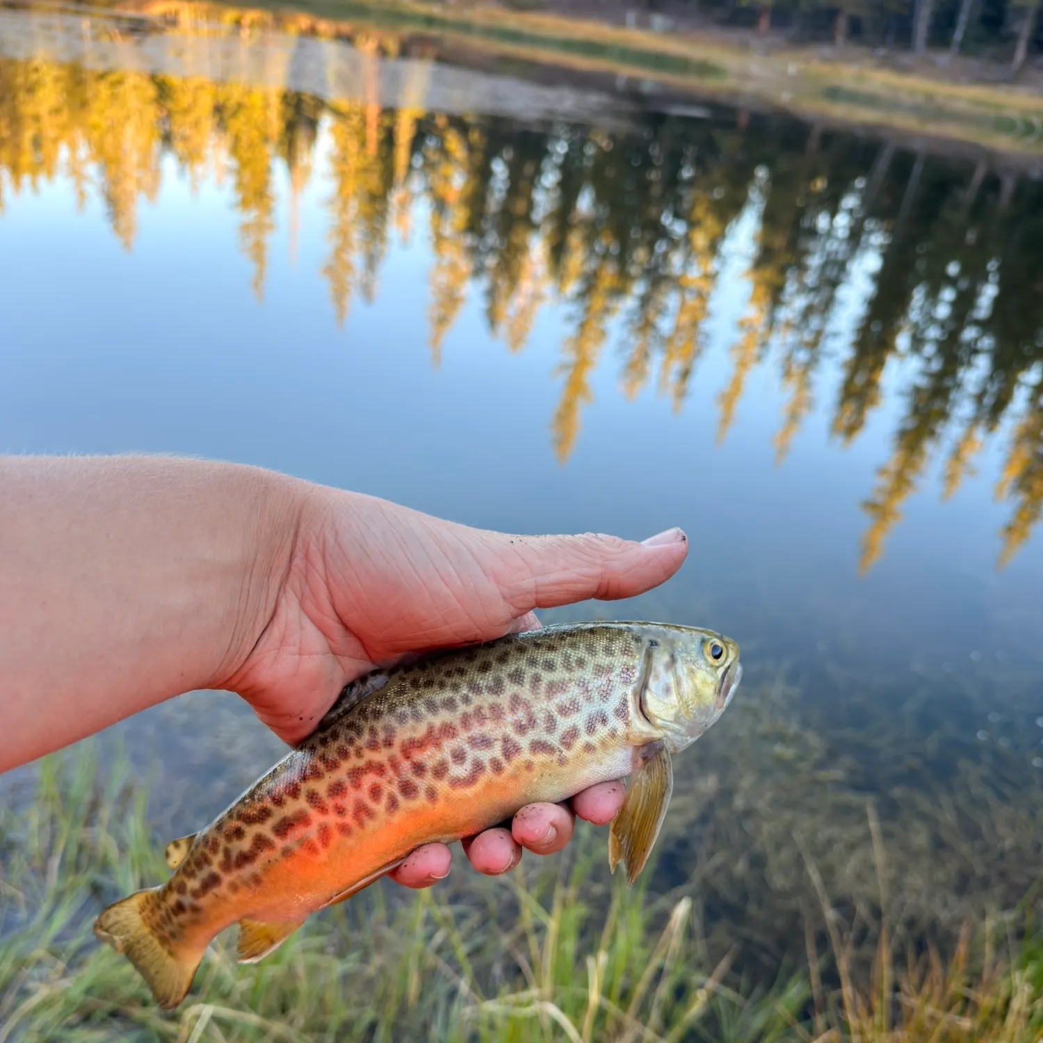 The most recent Tiger trout catches on Fishbrain
