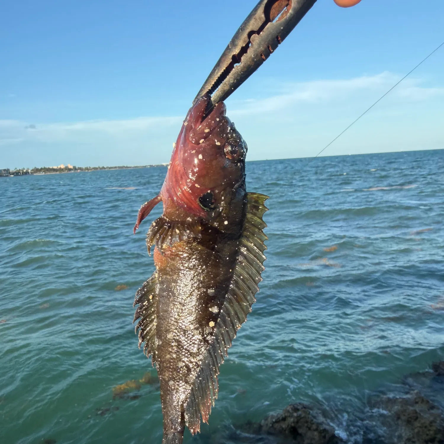 The most recent Hairy blenny catches on Fishbrain