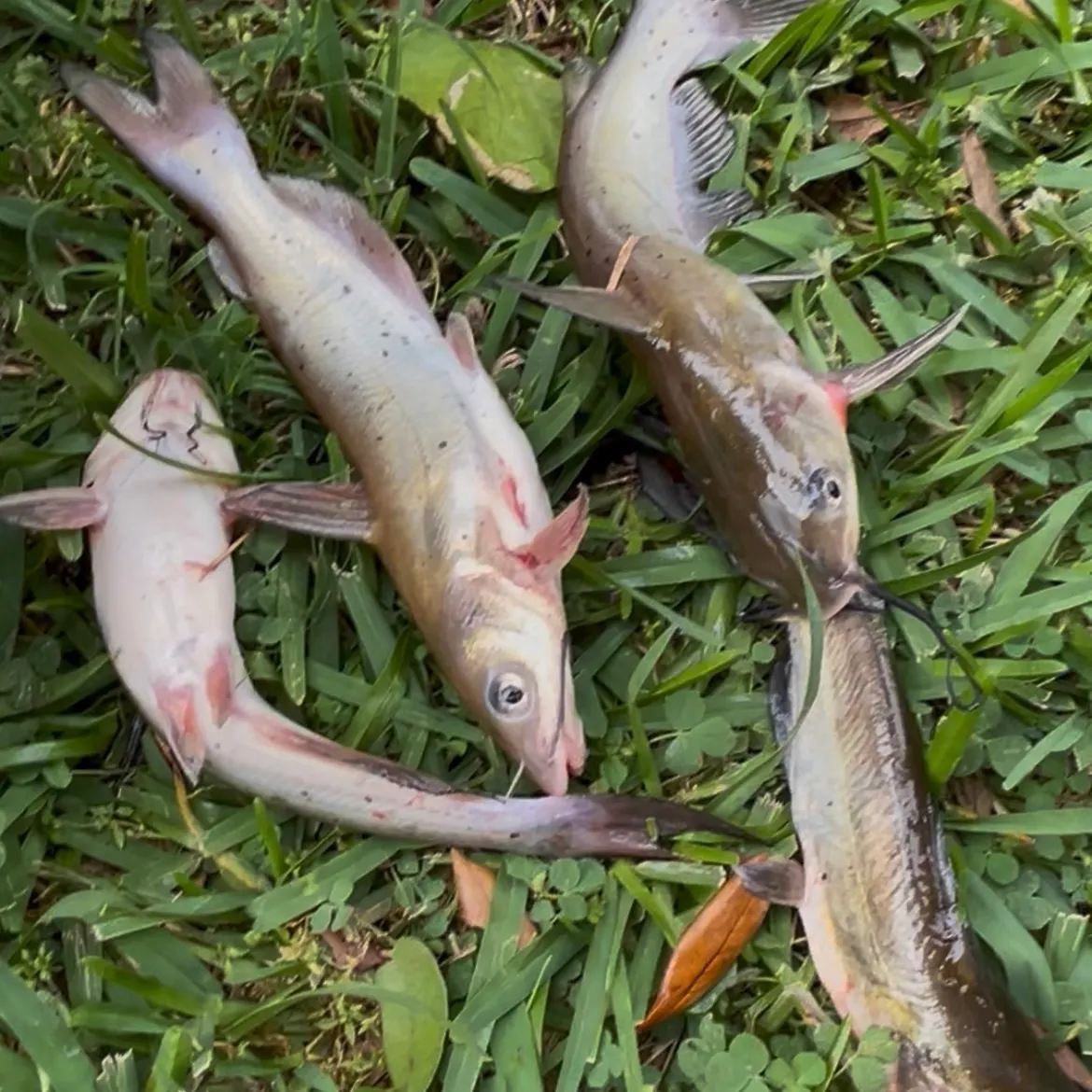 Channel catfish caught on Fishbrain