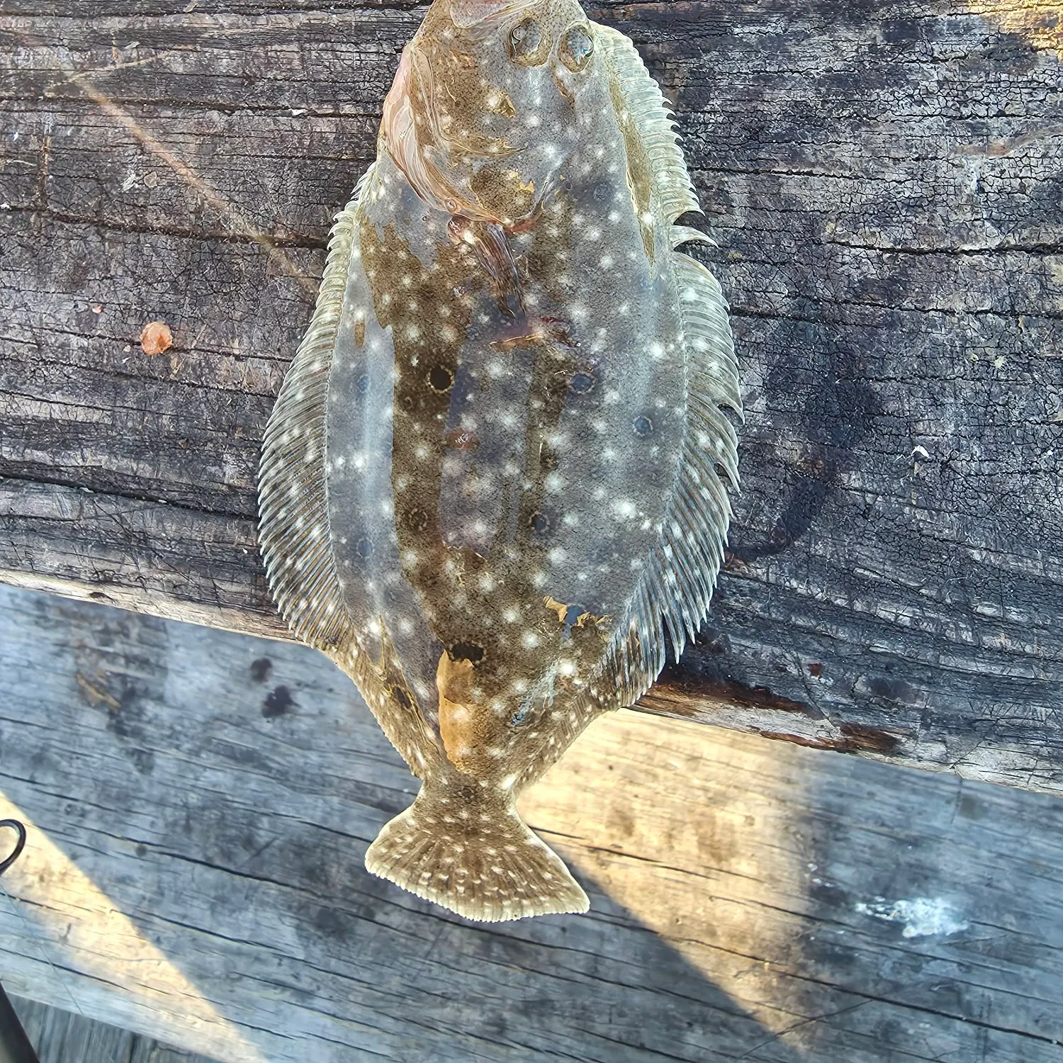 Summer flounder caught on Fishbrain