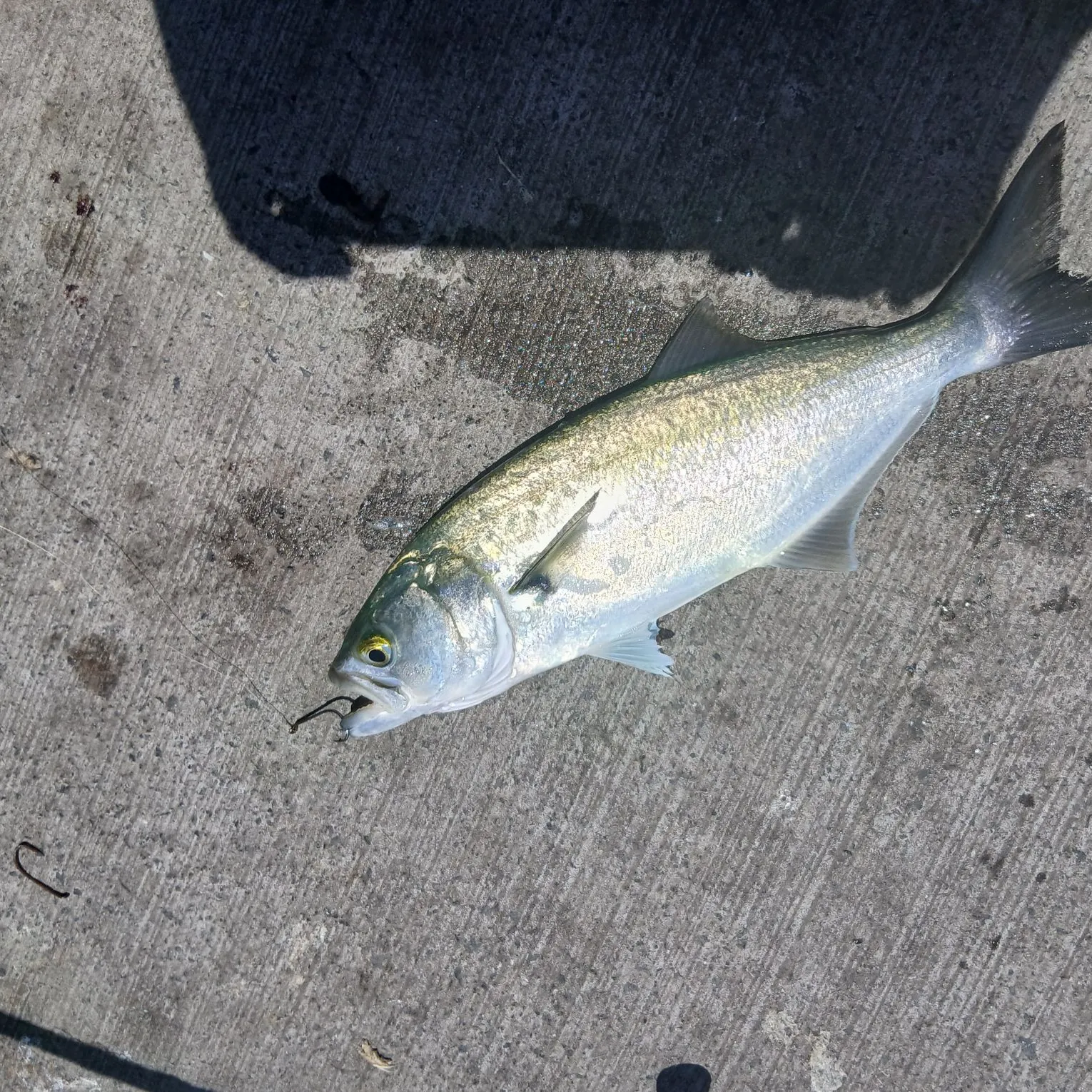 The most recent Bluefish catches on Fishbrain