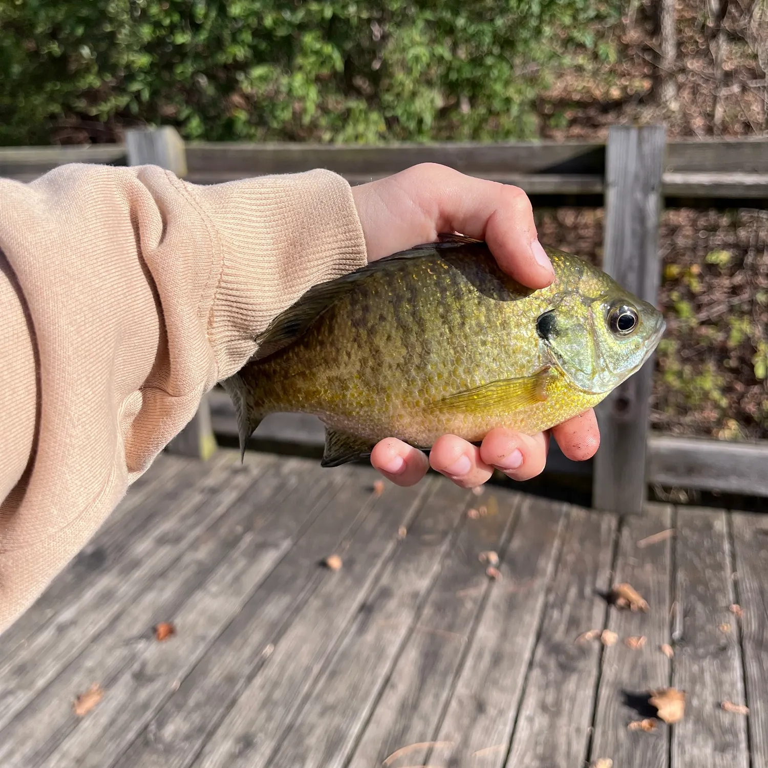Bluegill caught on Fishbrain